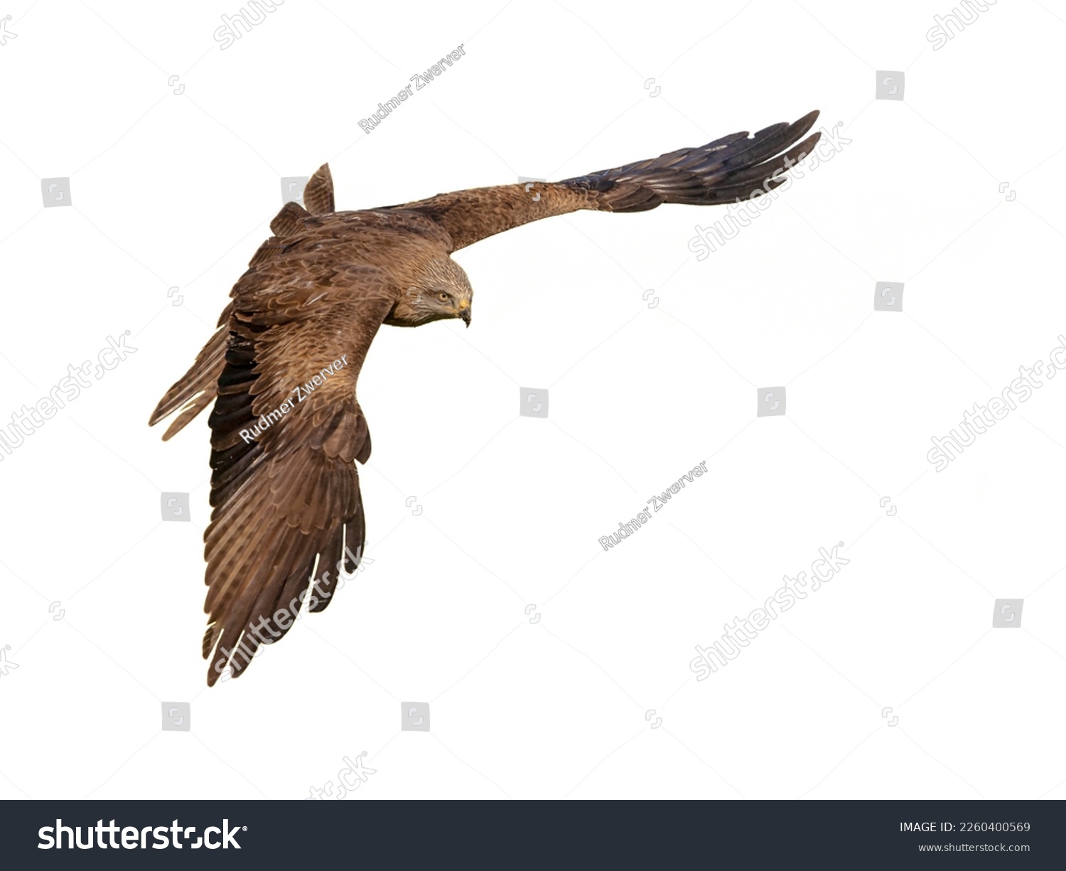 Black Kite (Milvus migrans) is a medium-sized bird of prey of the Old World. It occurs from Europe to Australia and Africa to Japan. Raptor in flight. Wildlife scene of nature with white background. #2260400569