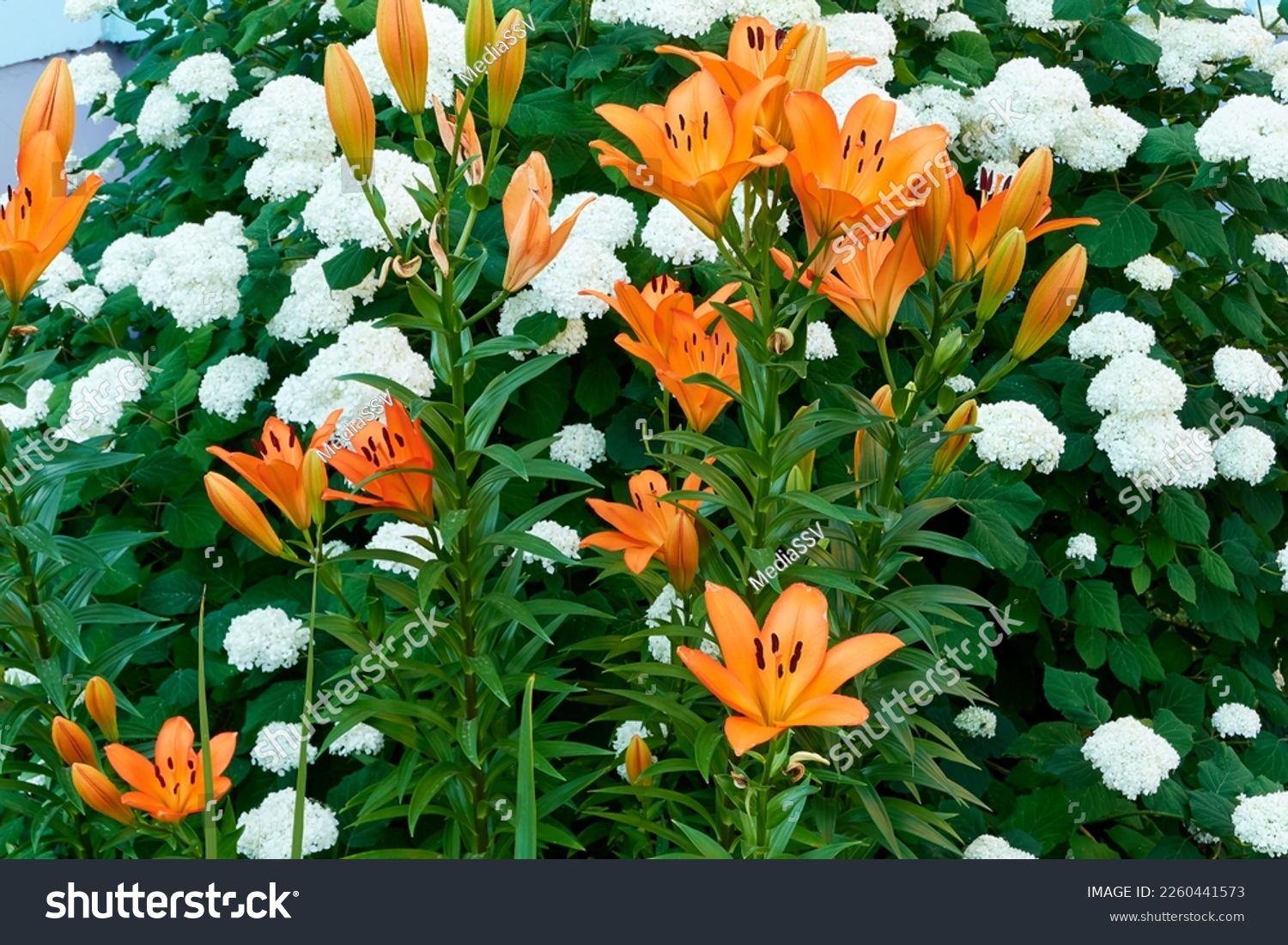 beautiful blooming buds of orange lilium bulbiferum and white hydrangea arborescens in a spring evening city flower bed near the house. background for designer, artist, screensaver, desktop, wallpaper #2260441573