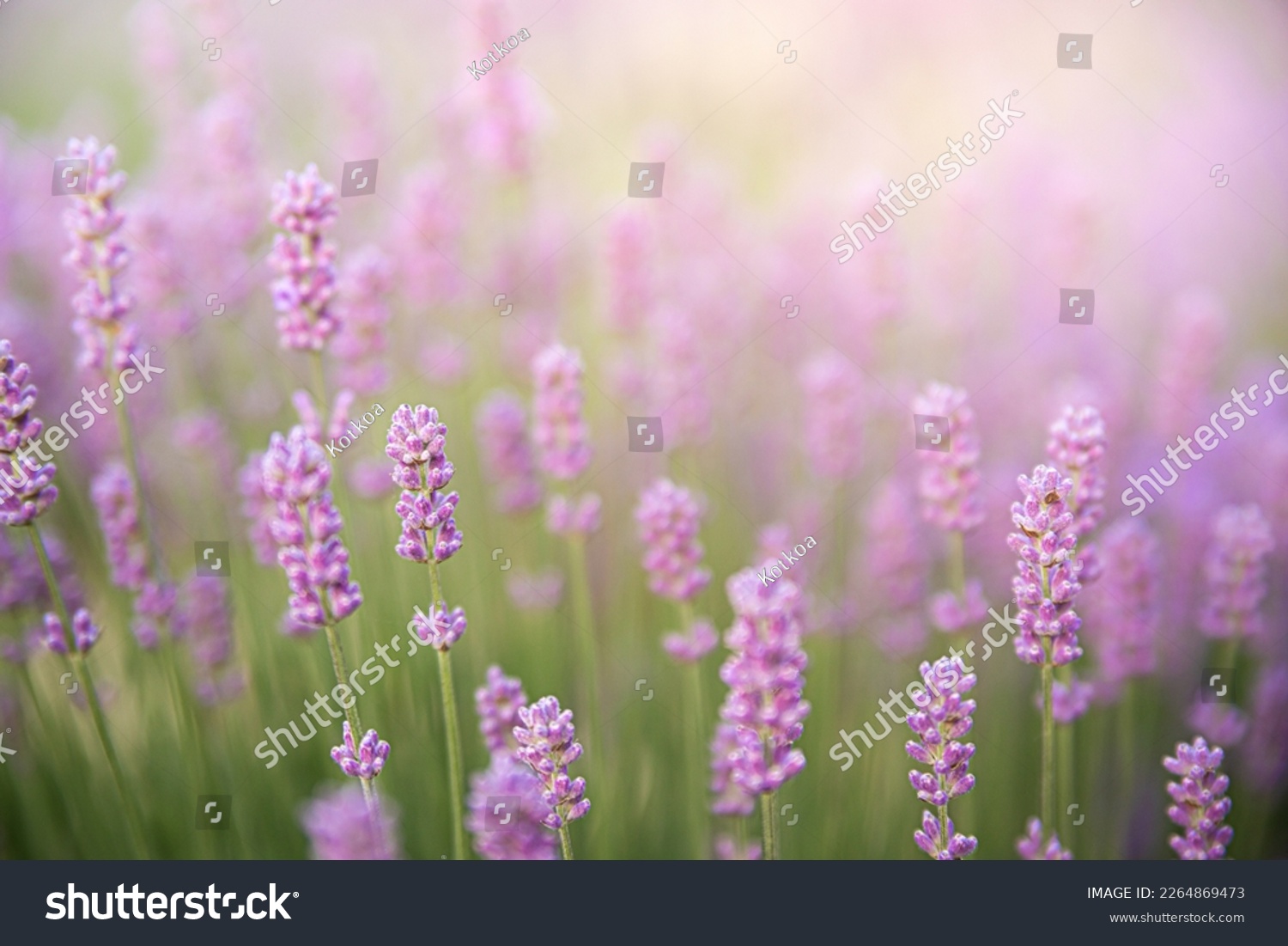 Lavender bushes closeup on sunset. Sunset gleam over purple flowers of lavender. Provence region of France. #2264869473