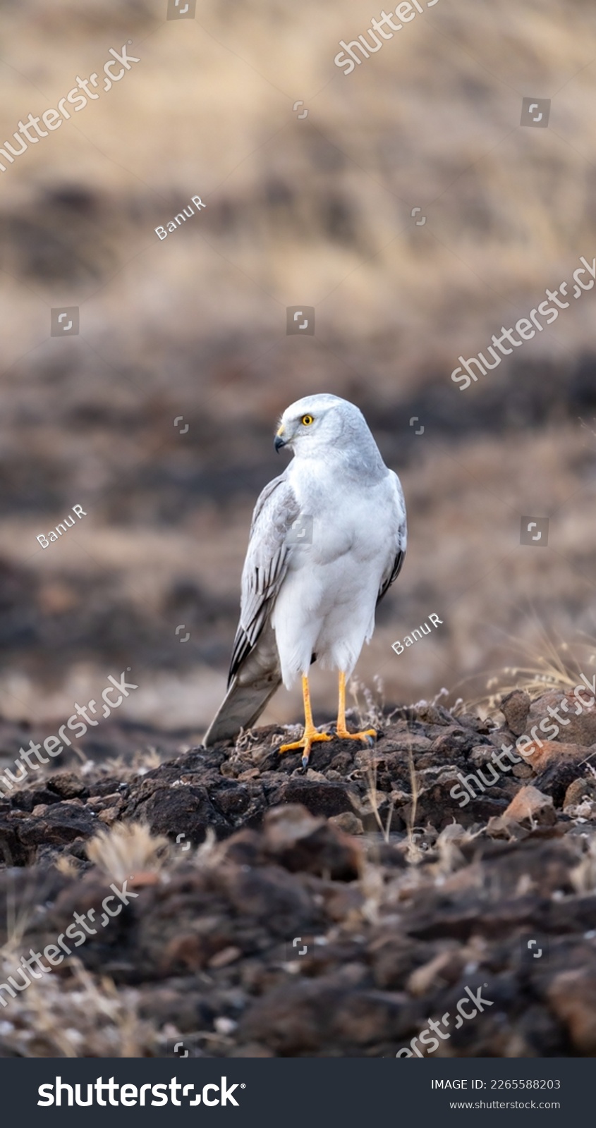 The pale or pallid harrier (Circus macrourus) from grasslands. #2265588203