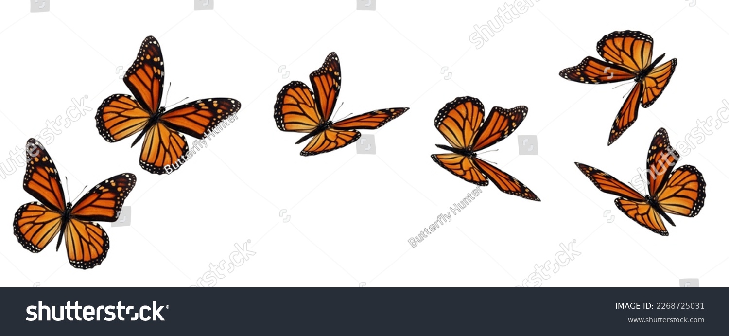 Beautiful monarch butterfly flying isolated on white background. #2268725031