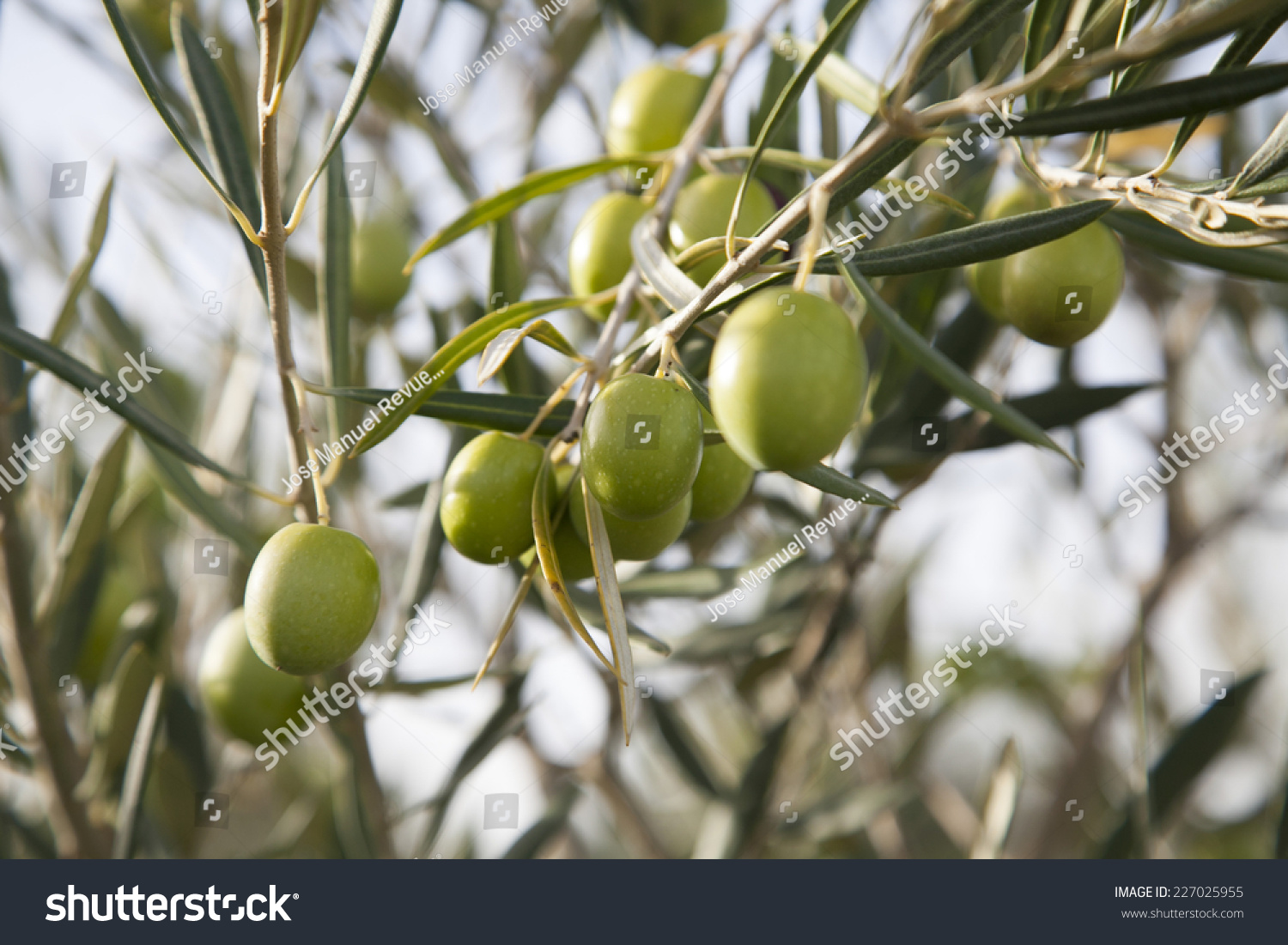 olive #227025955
