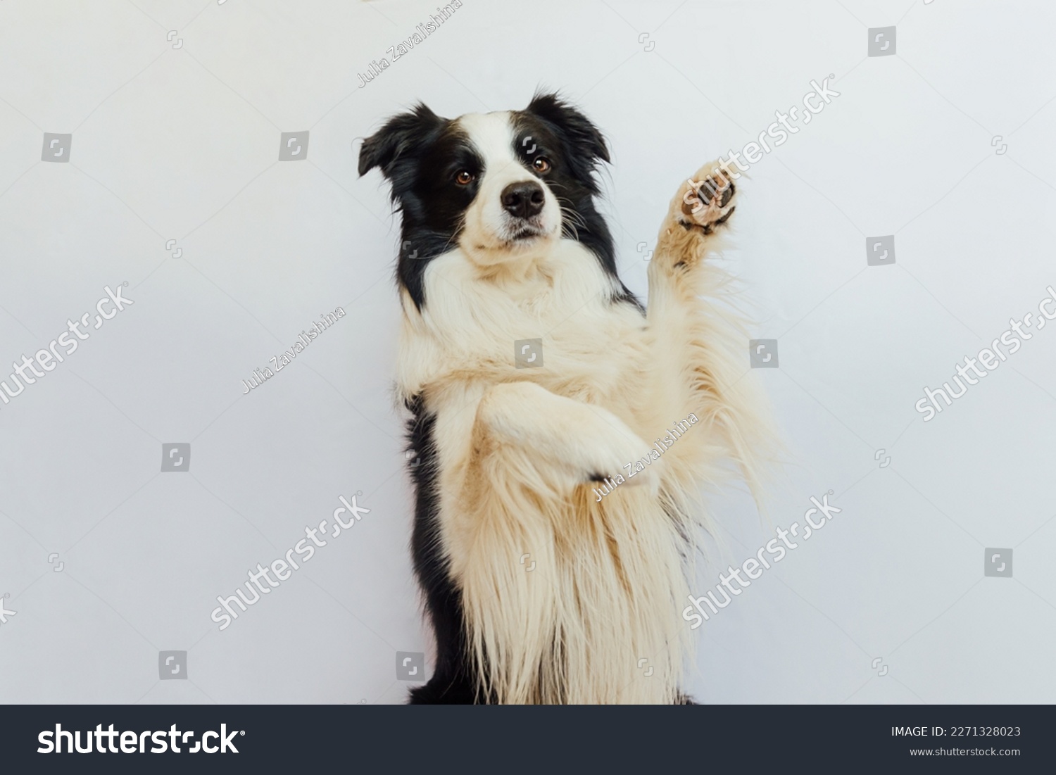 Funny emotional dog. Cute puppy dog border collie with funny face waving paw isolated on white background. Cute pet dog, cute pose. Dog raise paw up. Pet animal life concept #2271328023
