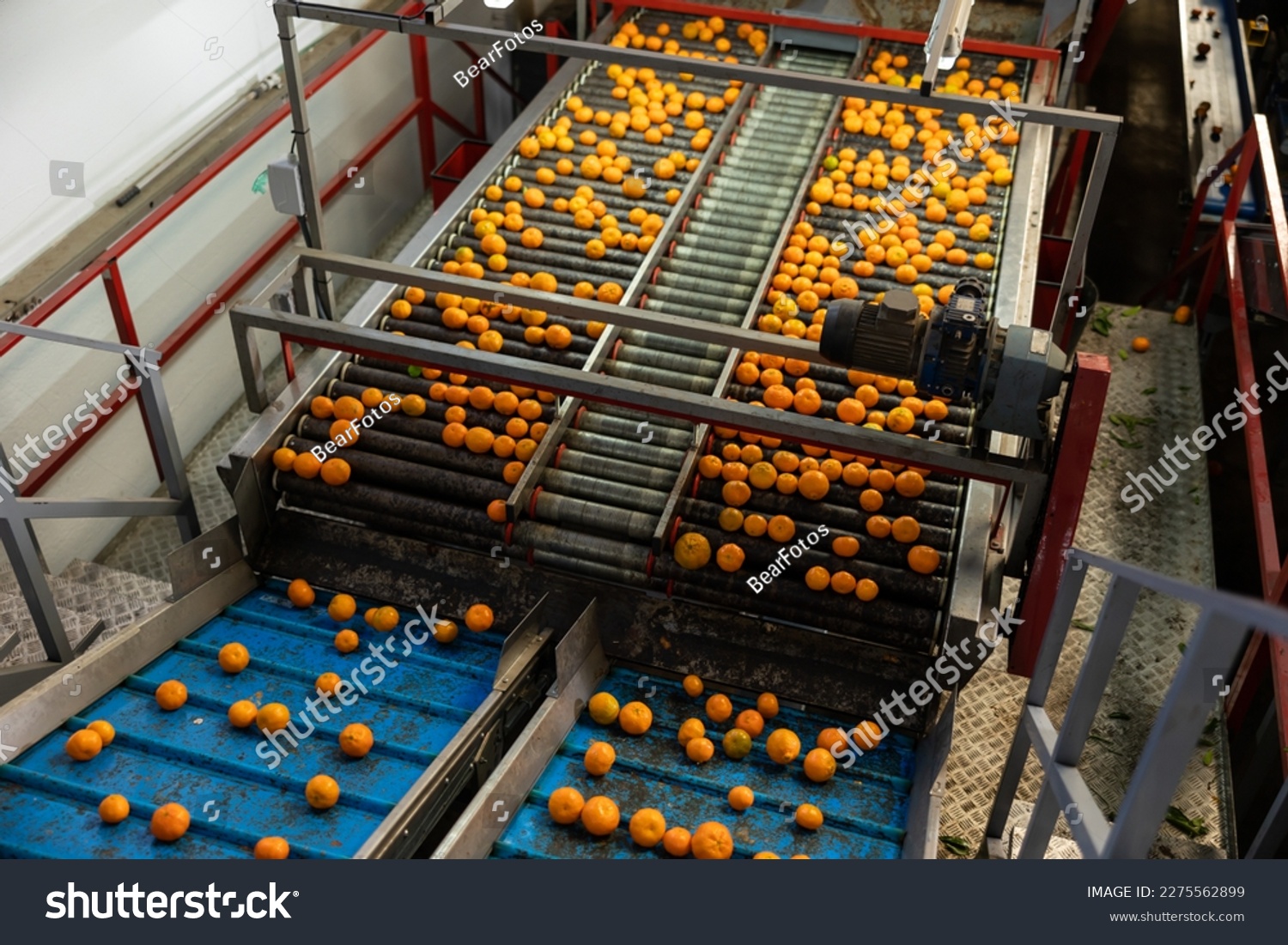 Ripe tangerines on the conveyor belt of a fruit processing plant. Top view. #2275562899