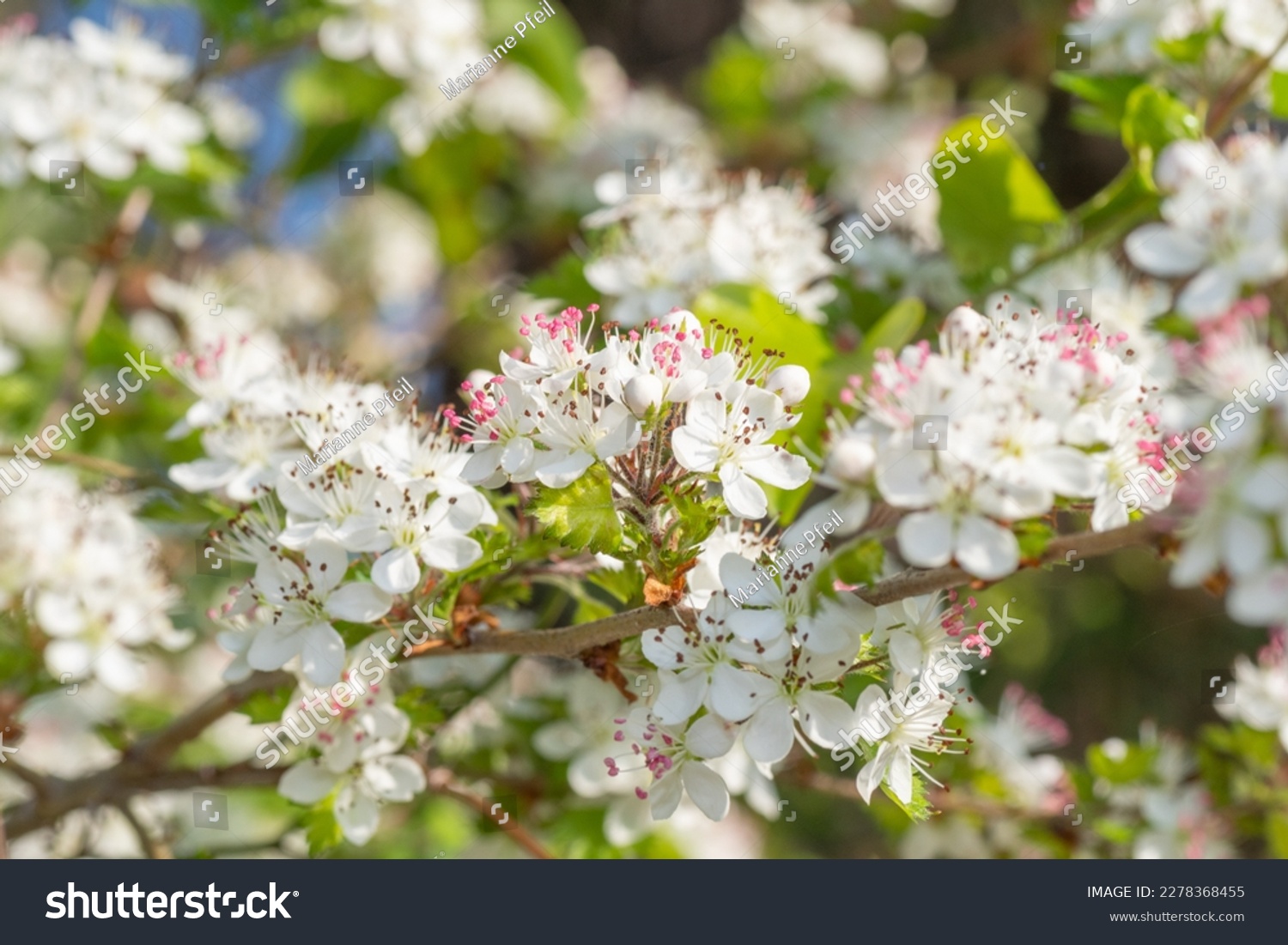 Crataegus marshallii flowers on a bright morning in springtime. #2278368455