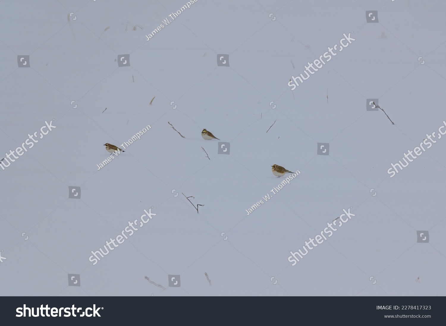 Horned Larks on the edge of a field in Sanilac County, Michigan. #2278417323