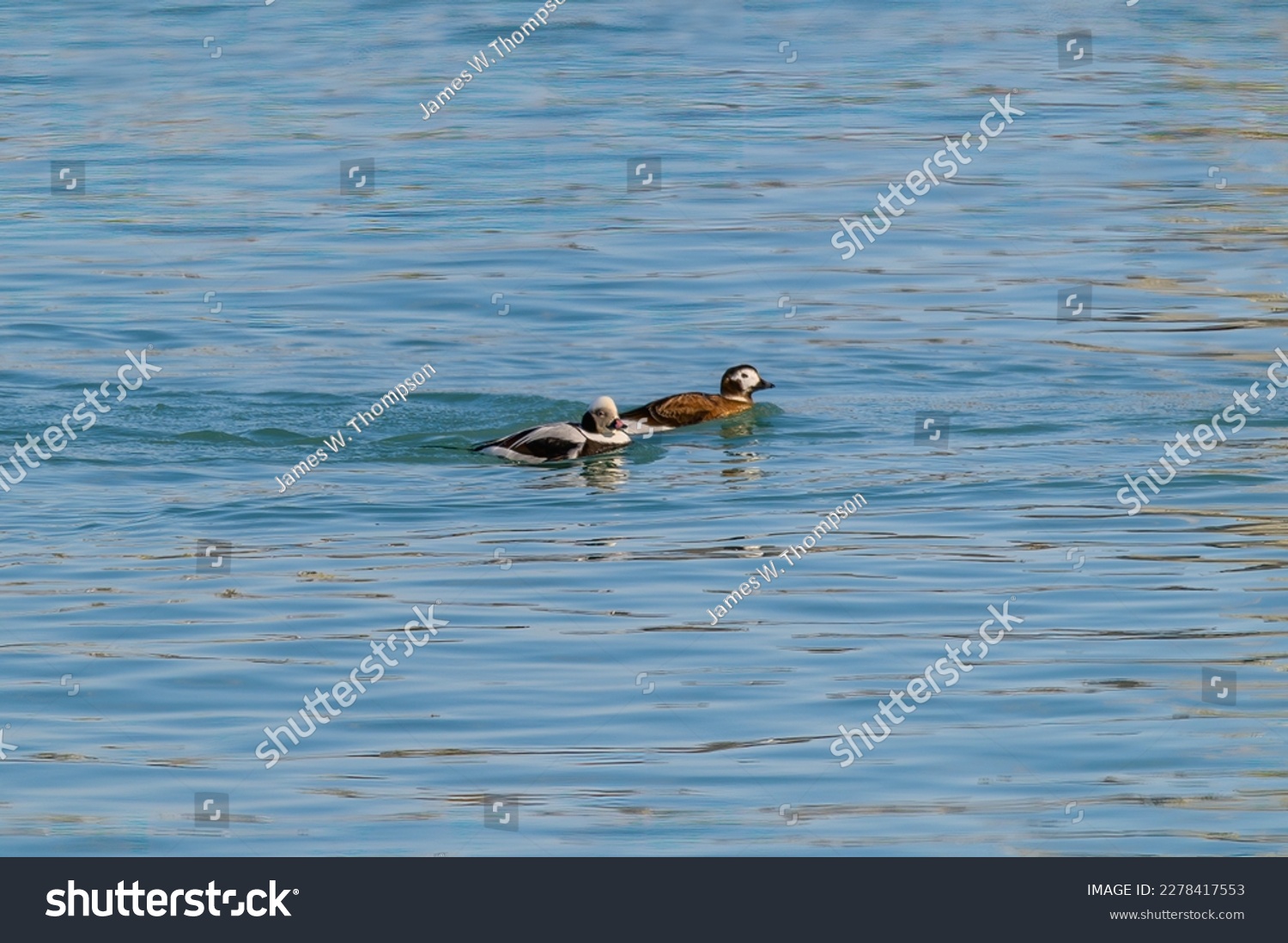 A pair of long-tailed ducks swim in the Saint Clair River, near Port Huron, Michigan. #2278417553