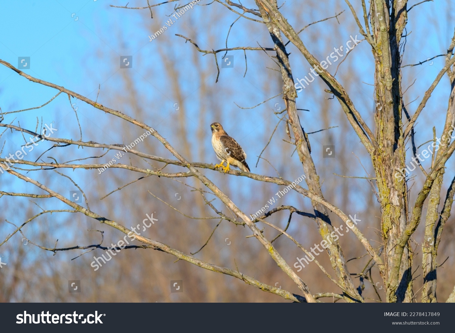 A red tailed hawk perches in a tree at Seven Lakes State Park, in Holly Township, Michigan. #2278417849