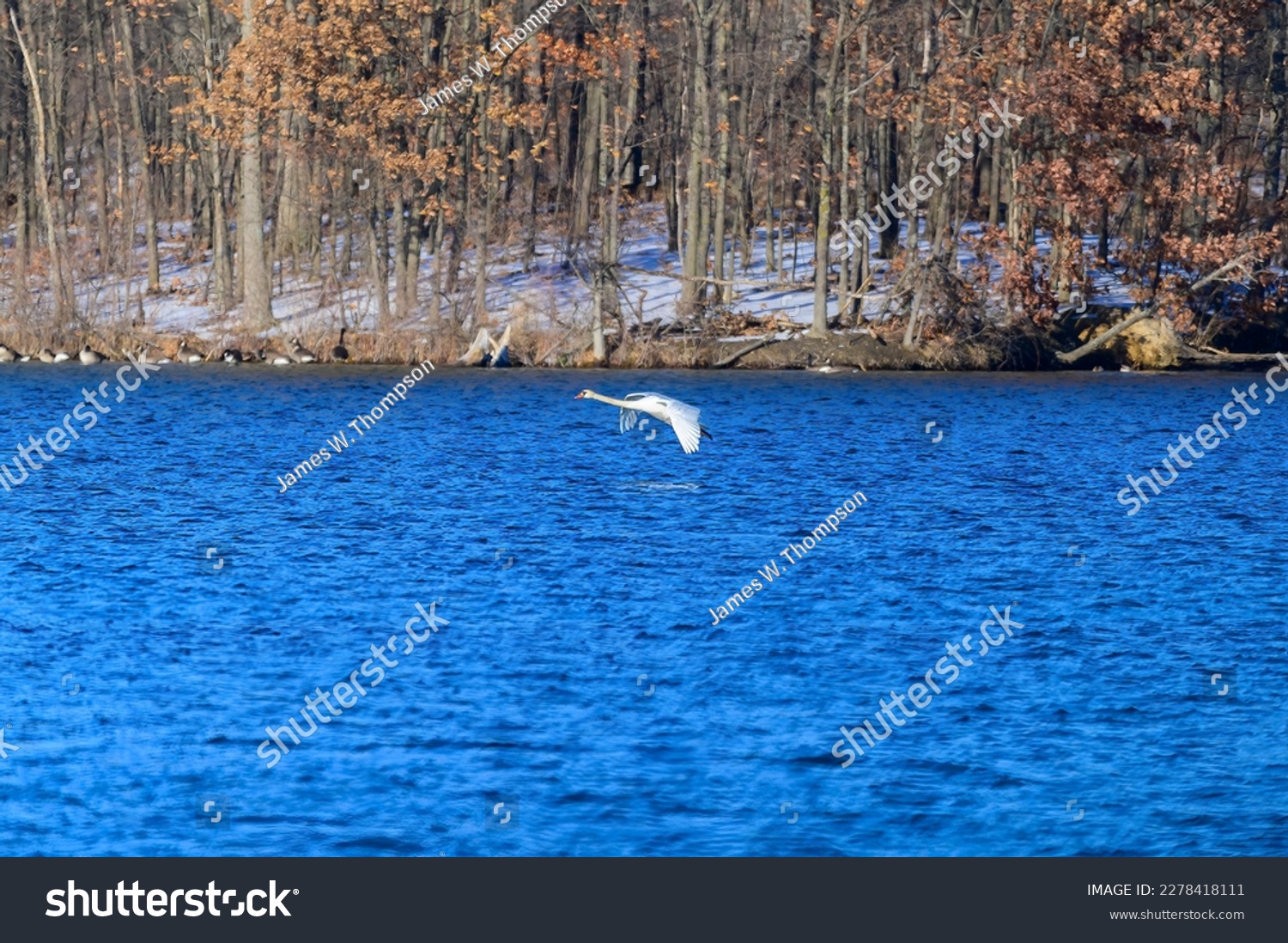 A Mute Swan landing on Seven Lake at Seven Lakes State Park, near Holly, Michigan. #2278418111