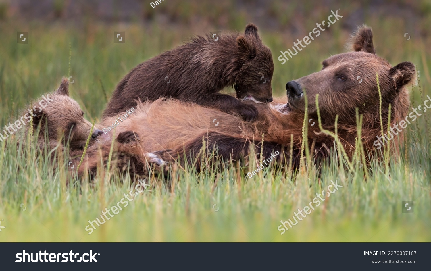 Coastal Brown Bear and Cubs Nursing #2278807107