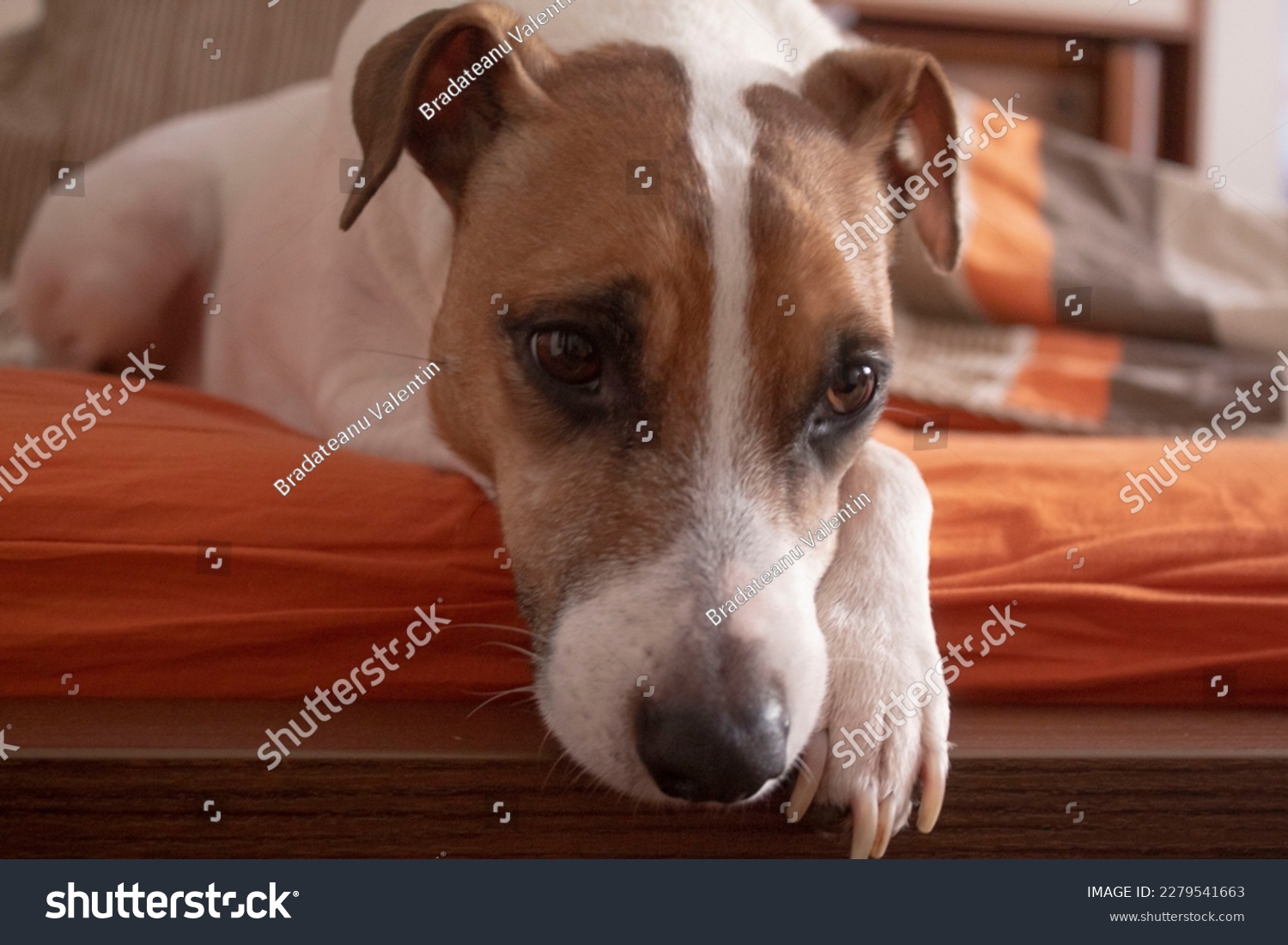 Jack Russell Terrier dog feeling sad on sofa #2279541663
