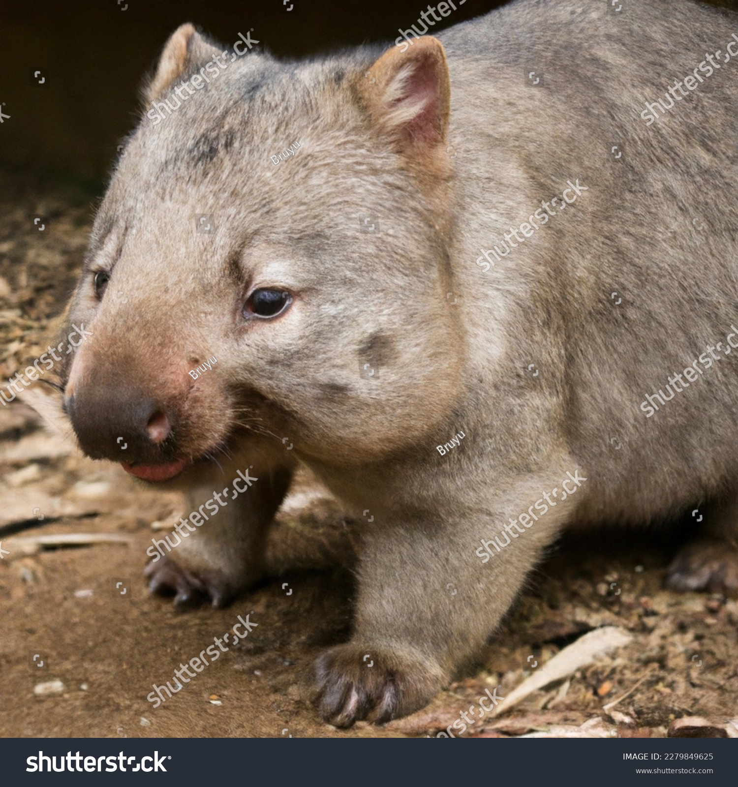 ‏The northern hairy-nosed wombat (Lasiorhinus krefftii) or yaminon is one of three extant species of Australian marsupials known as wombats. It is one of the rarest land mammals in the world #2279849625