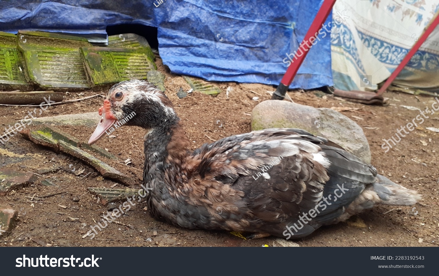 Entog or Mentok (Cairina moschata) are farmed in Indonesia. Also called Muscovy Duck or Barbary Duck. #2283192543
