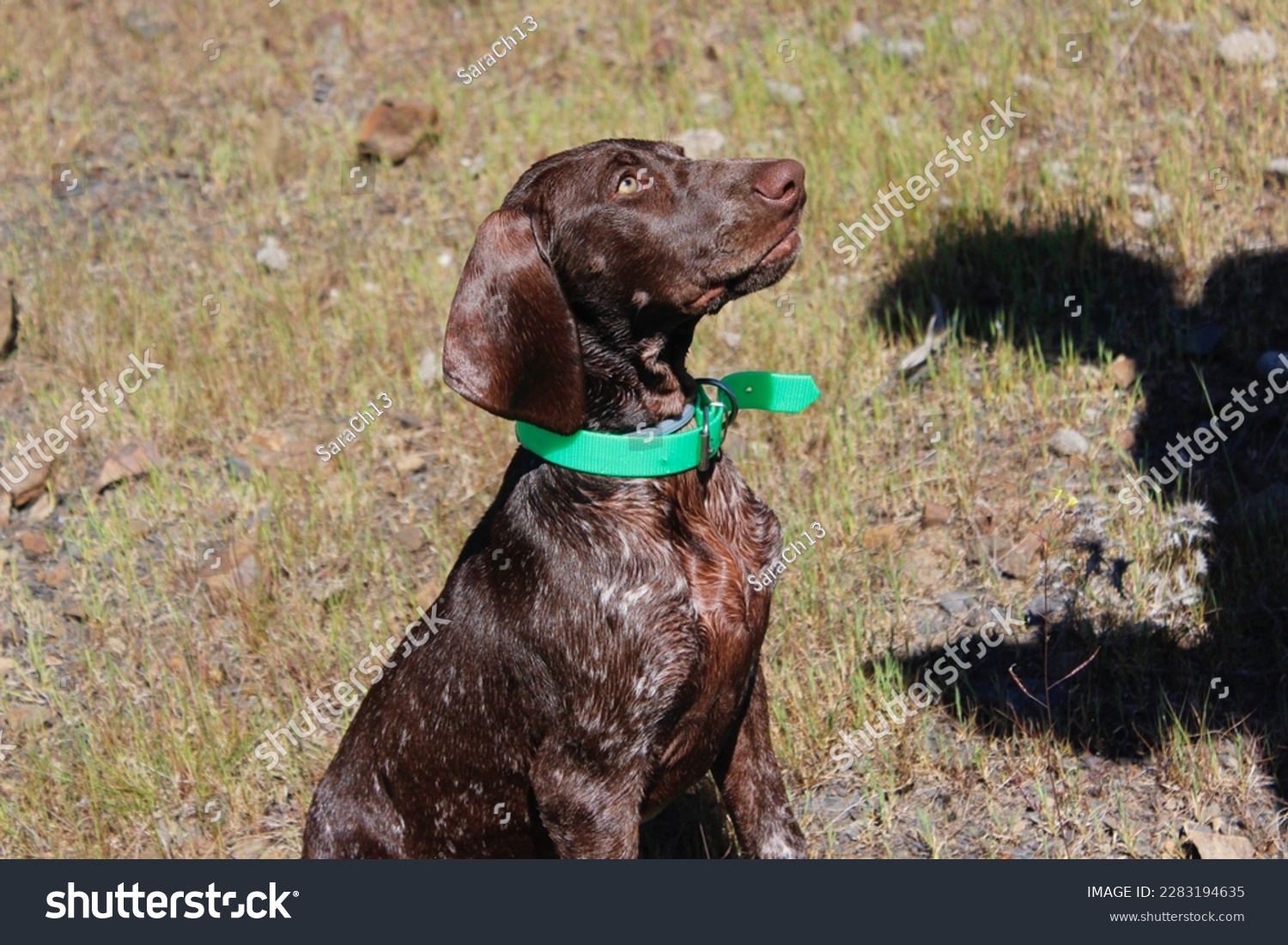 Portrait of a happy dog wearing a green collar. Its fur is brown with white dots. The puppy is looking at its owner while being trained. Learning how to sit. background surrounded by grass. Man shadow #2283194635