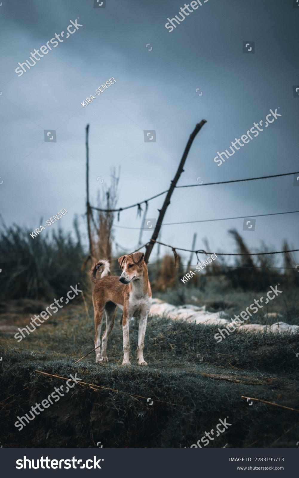 Brown indian Street dog watching over a farm  #2283195713