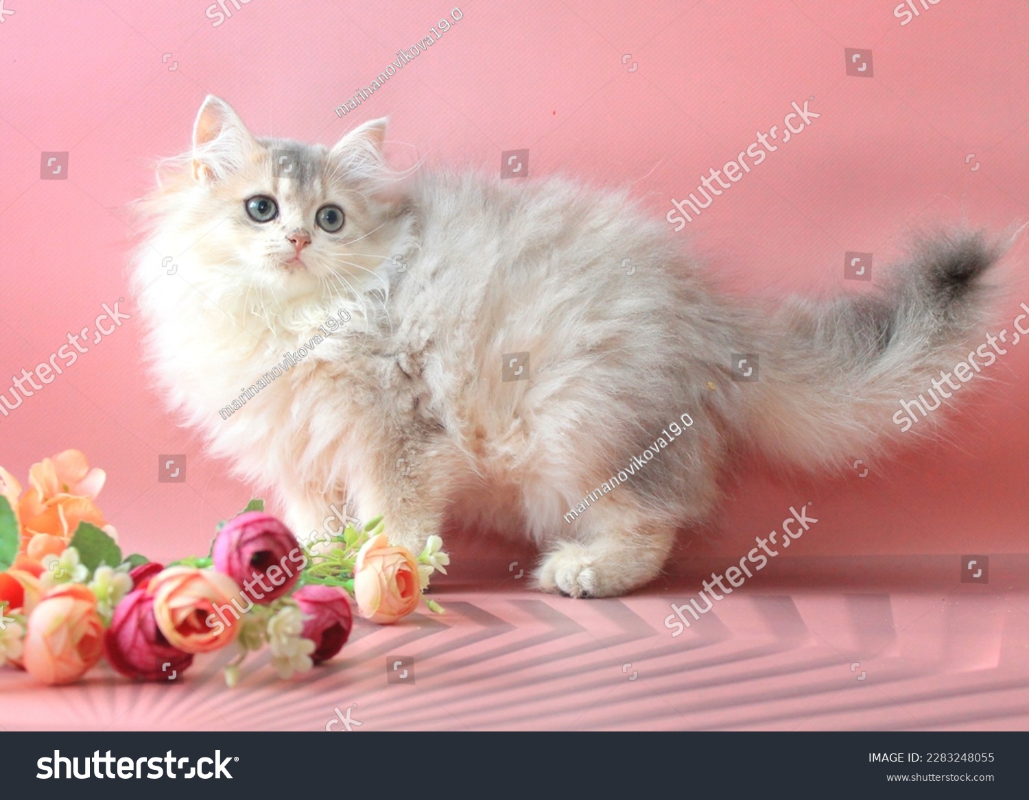 animal,kitten,cat,cute,red,fluffy,wool,beauty ,feline, beautiful,cute,cute,british ,fur,funny,portrait,pink,flowers, british chinchilla #2283248055
