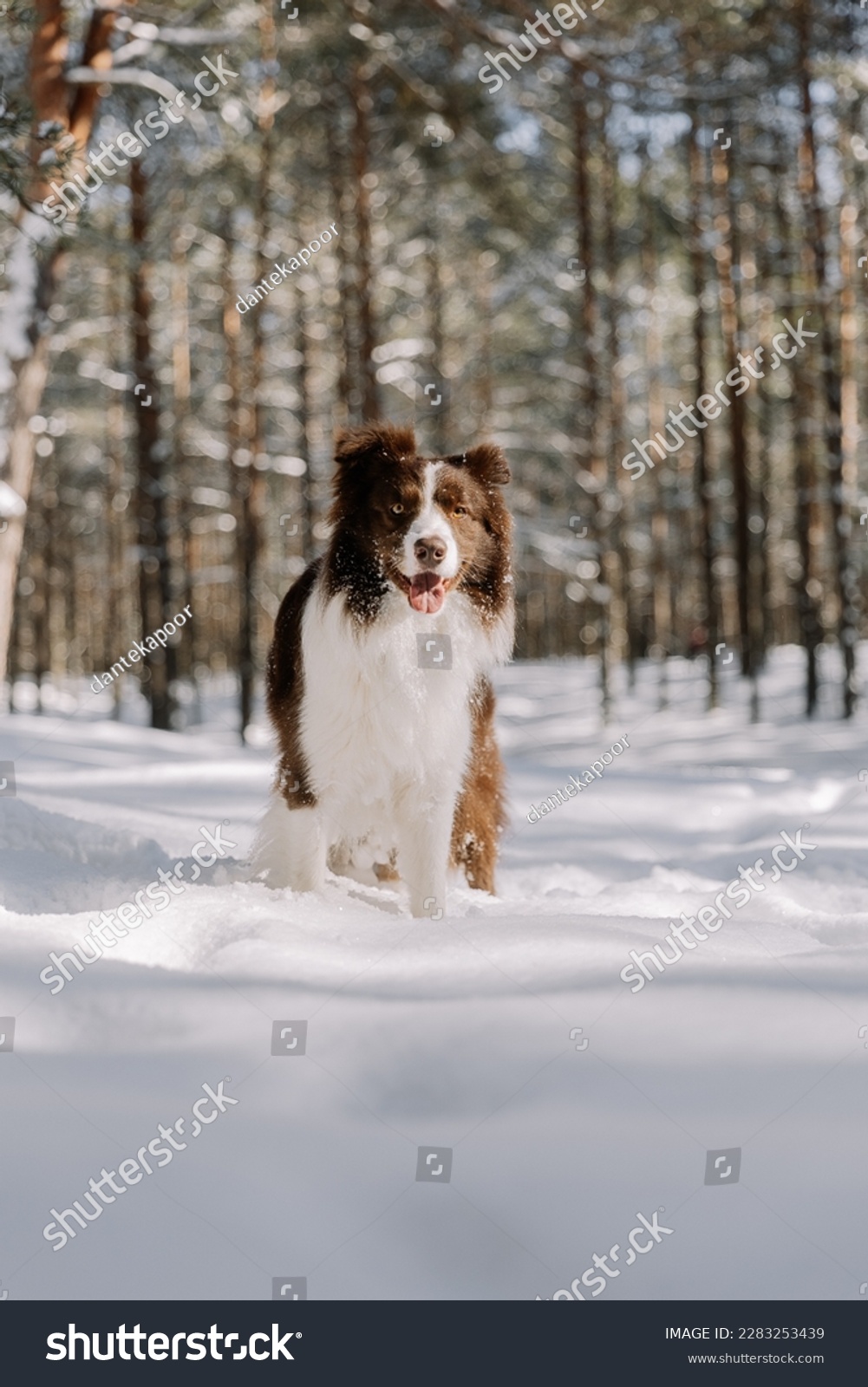 a cute dog playing in snow #2283253439