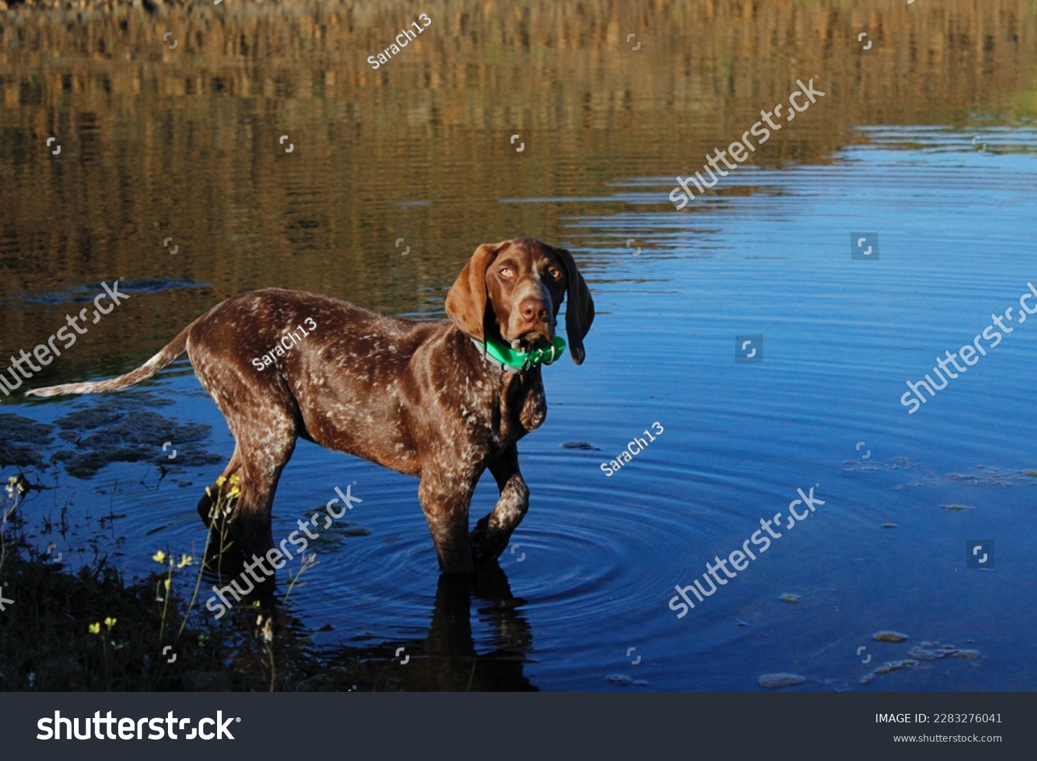 Portrait of a Weimaraner brown puppy in the water. The dog is 3 months old and is looking to the camera. It is lifting its leg and the fur is very shiny #2283276041