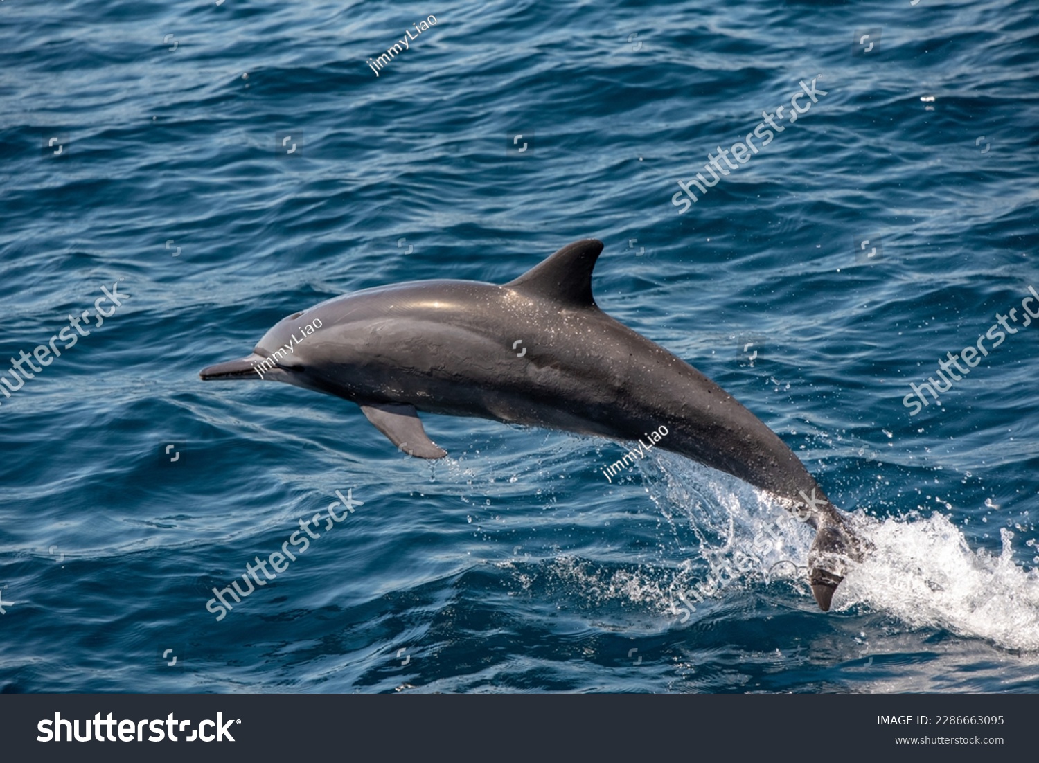 nature, dolphin, swim, ocean, blue, sea, water, mammal #2286663095