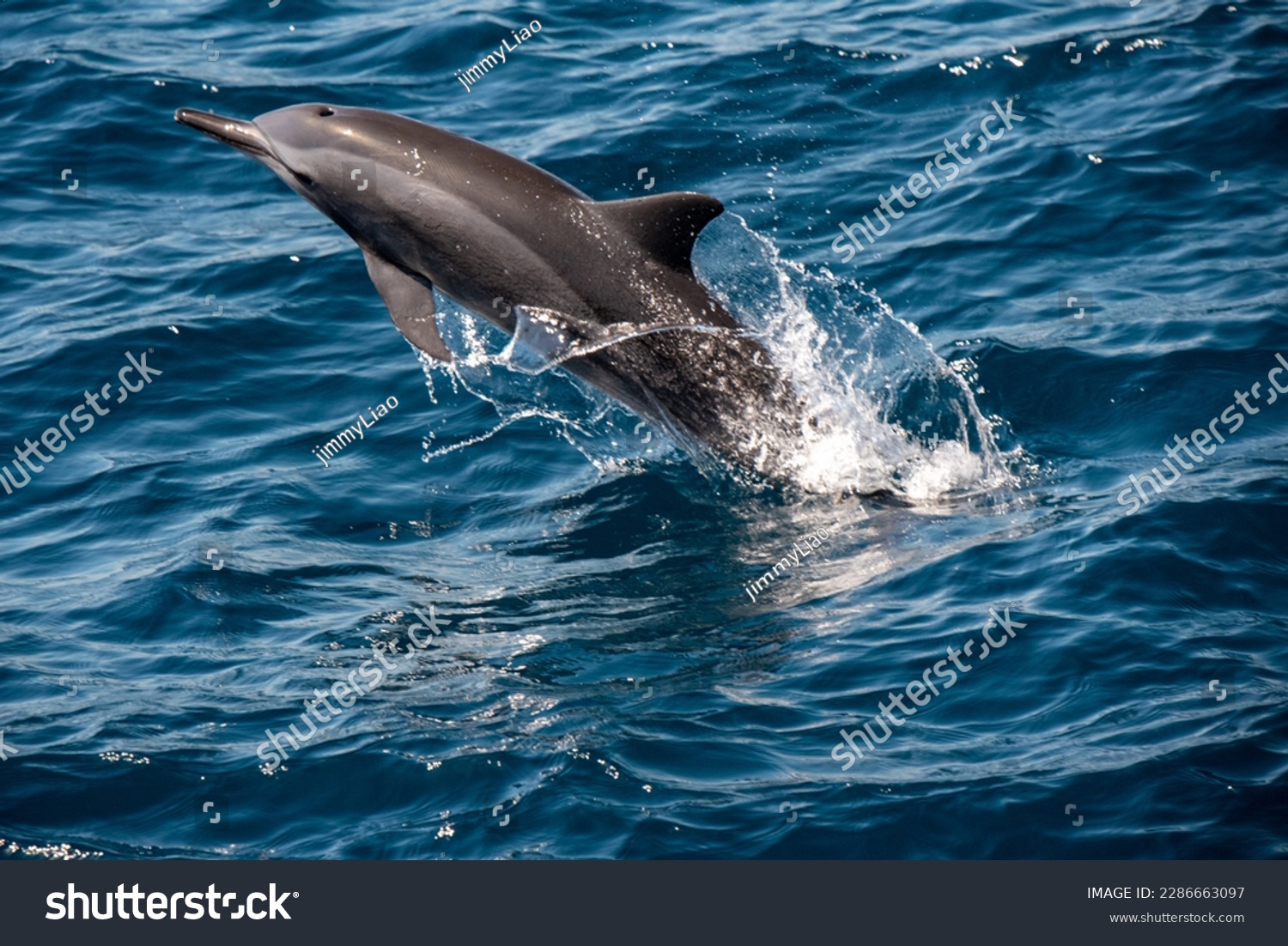 nature, dolphin, swim, ocean, blue, sea, water, mammal #2286663097