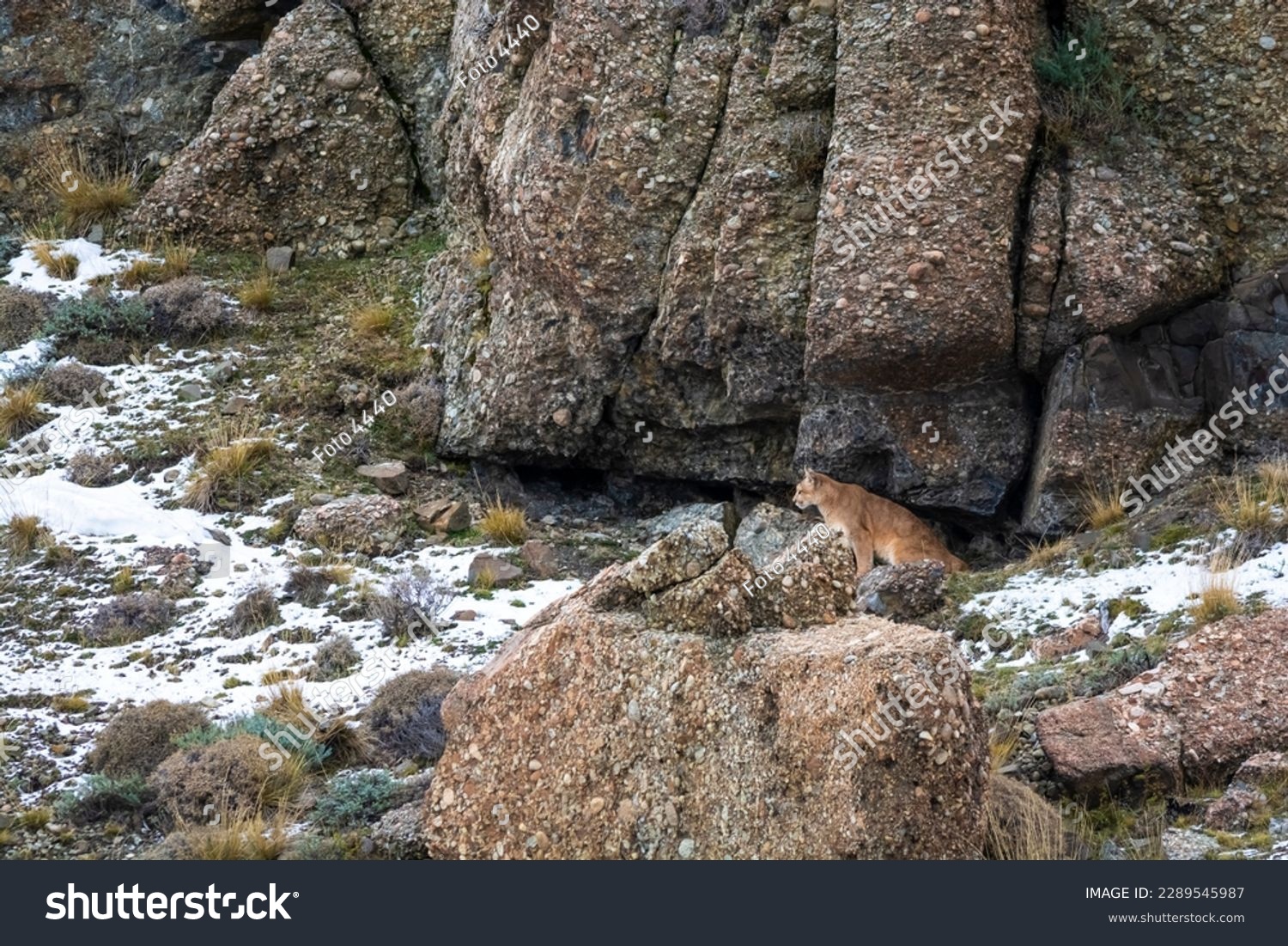Puma walking in mountain environment, Torres del Paine National Park, Patagonia, Chile. #2289545987