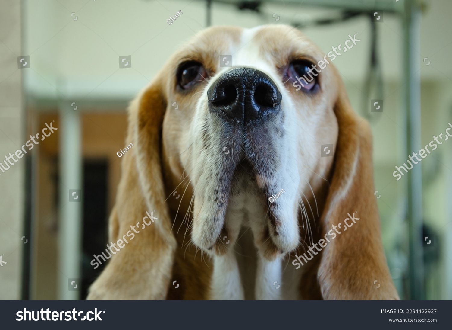 Portrait of a Beagle dog, a dog's muzzle from the side. High quality photo #2294422927