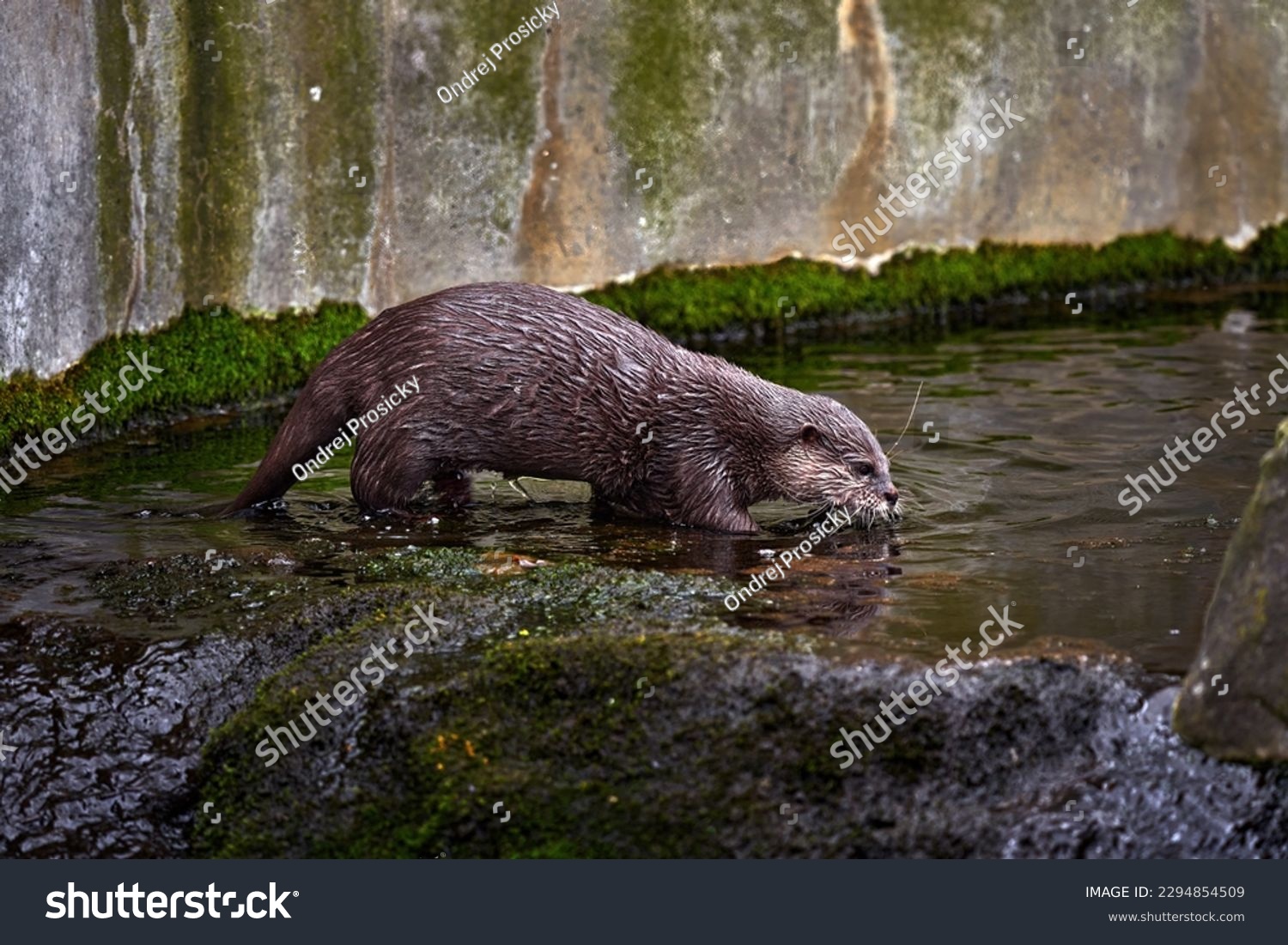 Oriental small-clawed otter, Aonyx cinereus, water mammal in the water, Kalkata, India. Urban wildlife in the town. Nature wildlife. Otter in the water, Asia. #2294854509
