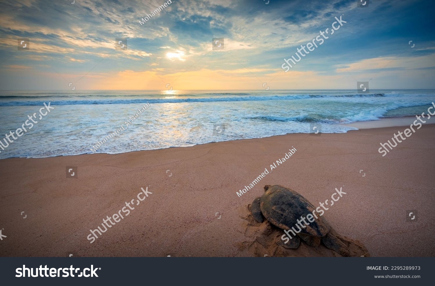 Green sea turtle, Chelonia mydas, Ras Al Hadd, Sultanate of Oman. Arabian Peninsula #2295289973