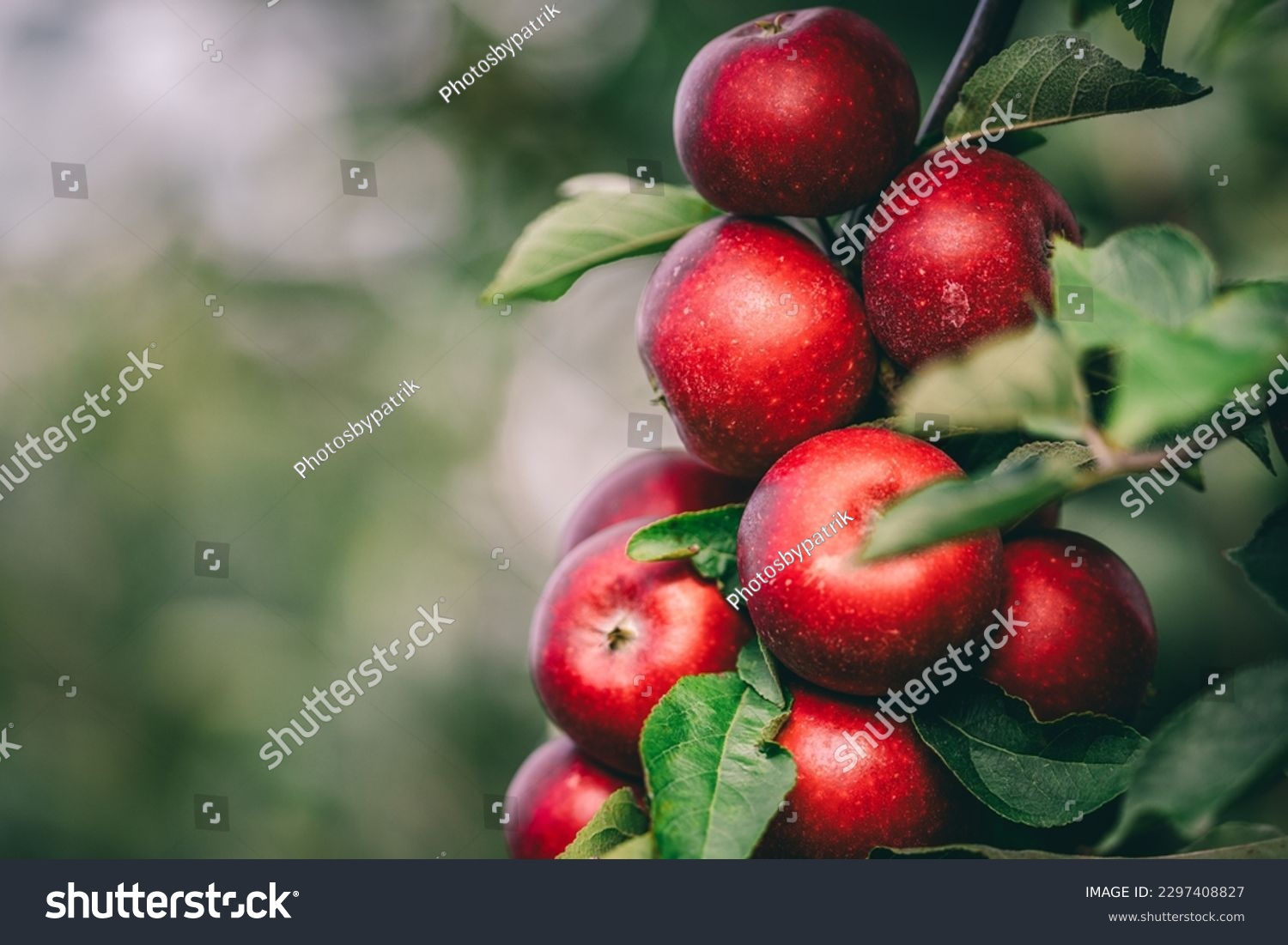 Red apples on tree ready to be harvested. Ripe red apple fruits in apple orchard. Selective focus. #2297408827
