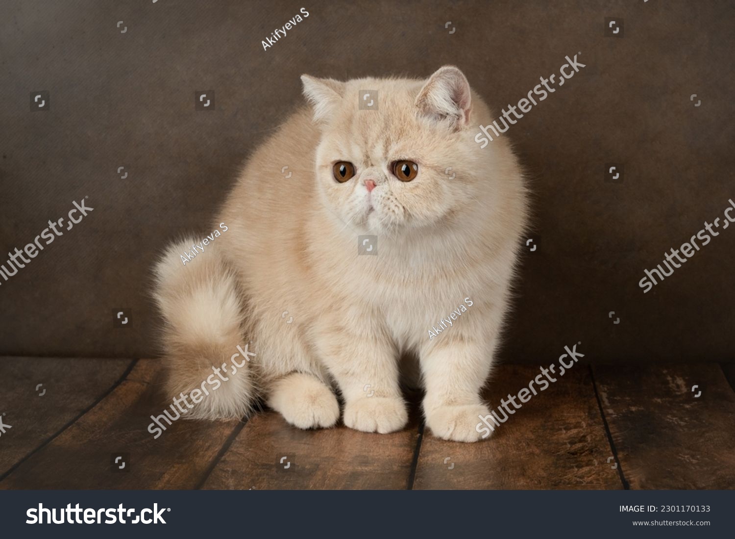 beautiful exotic Shorthair cat lies on the brown background of the Studio. Color cream #2301170133