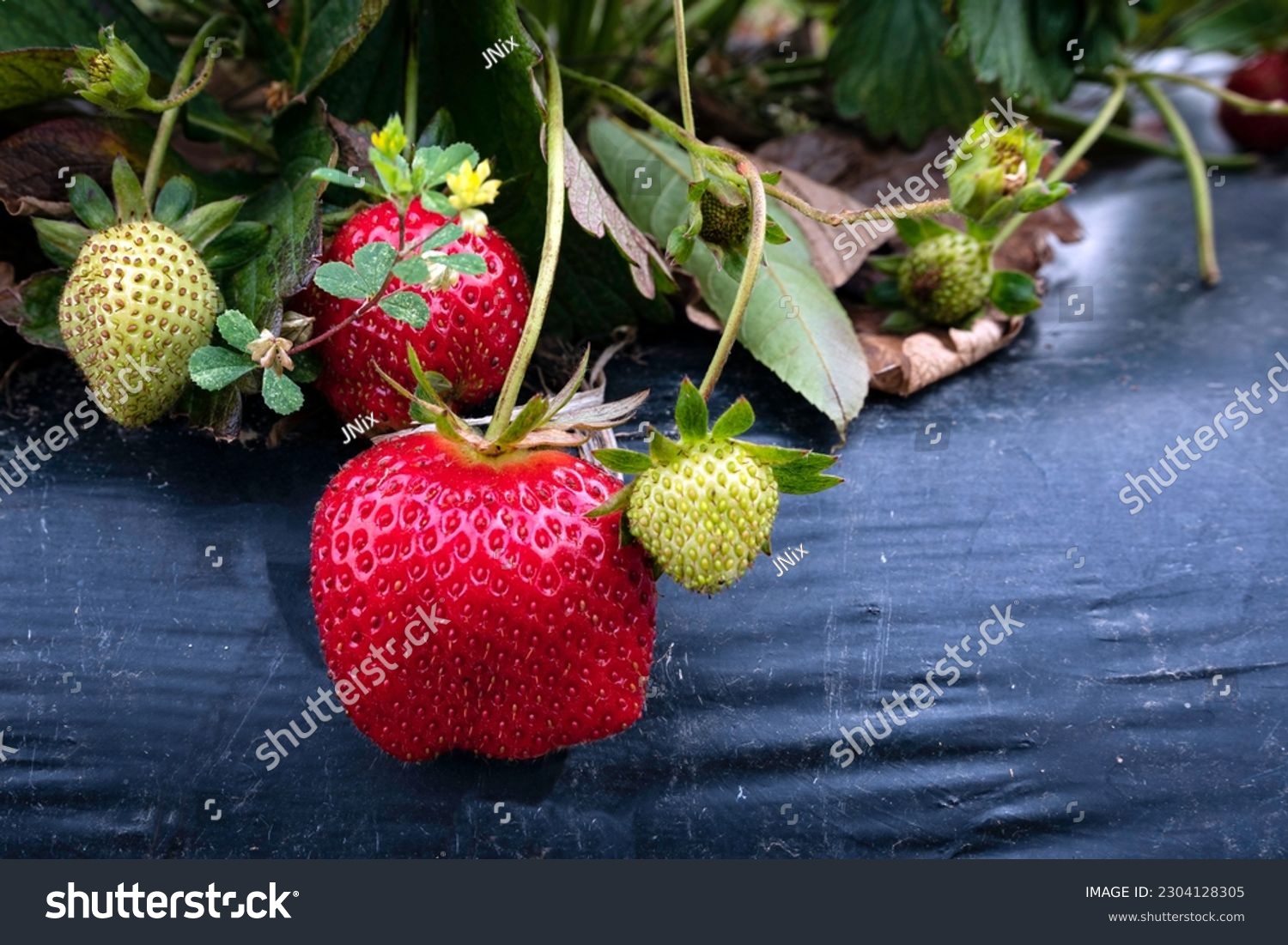 Close up of a ripe and unripe strawberries (Fragaria ananassa) growing on a raised plasticulture bed at a you-pick agritourism operation. #2304128305