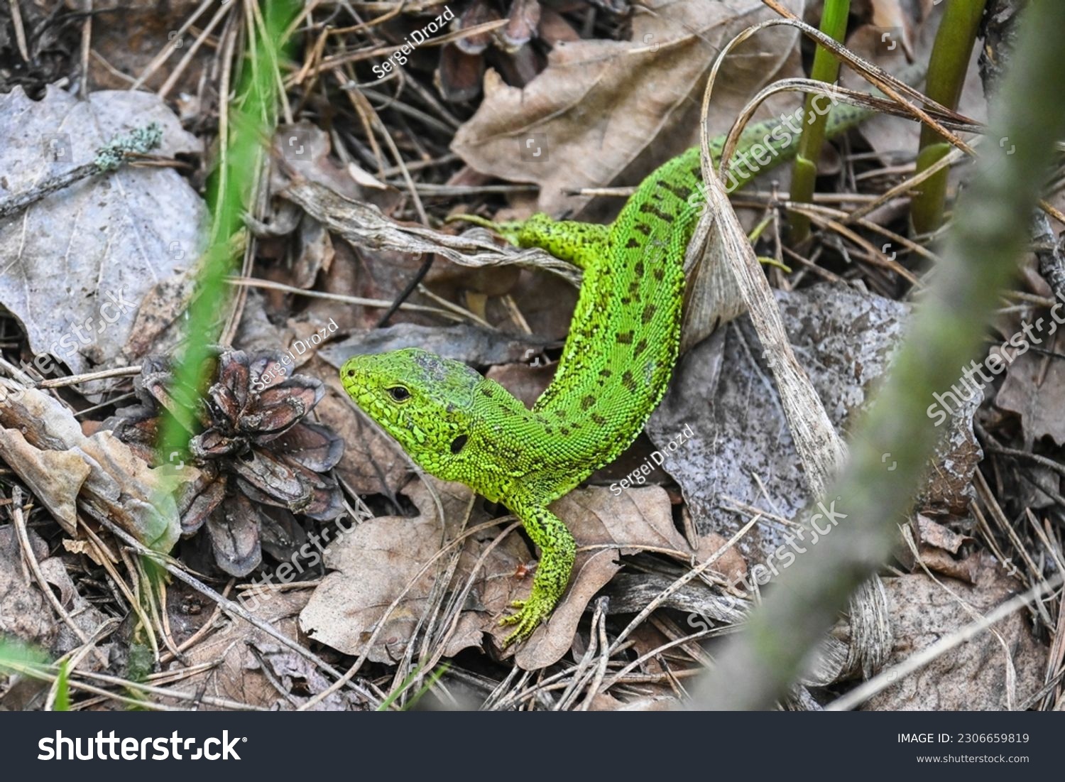 A nimble lizard in the wild. A green lizard on a background of dry stems and leaves. #2306659819