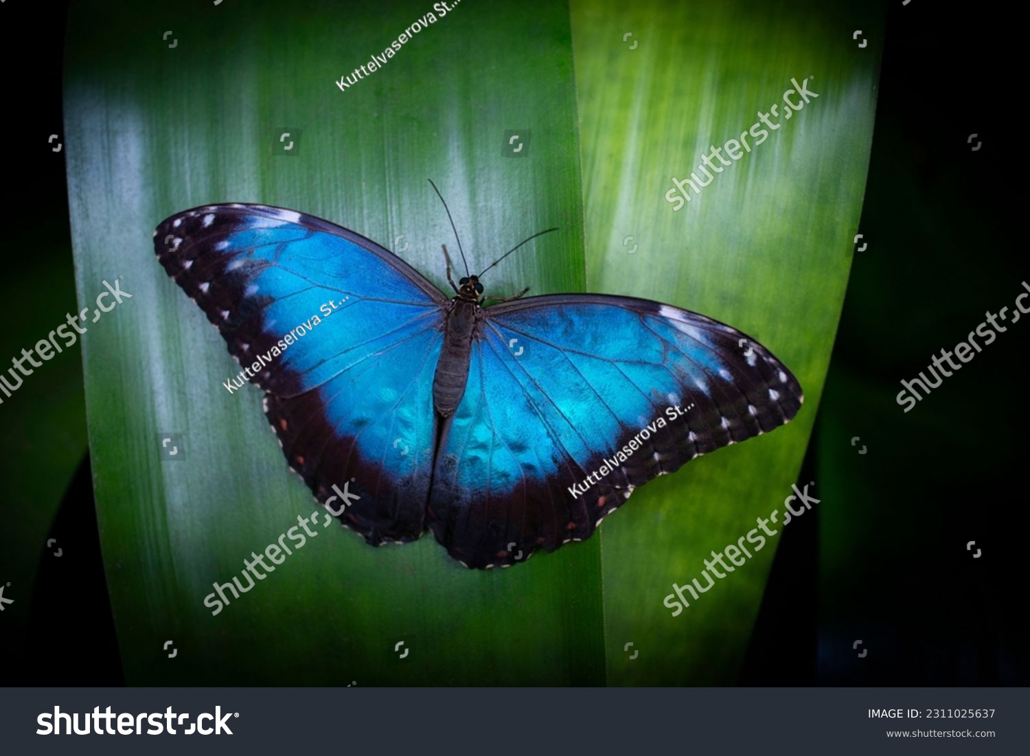 Butterfly Blue Morpho, Morpho peleides, in rainforest #2311025637