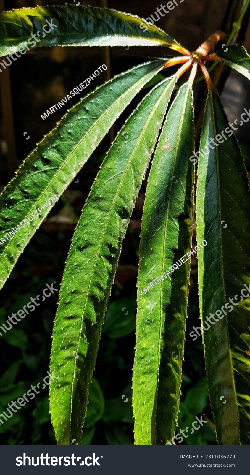 leaves in botanical garden. colombian nature #2311036279