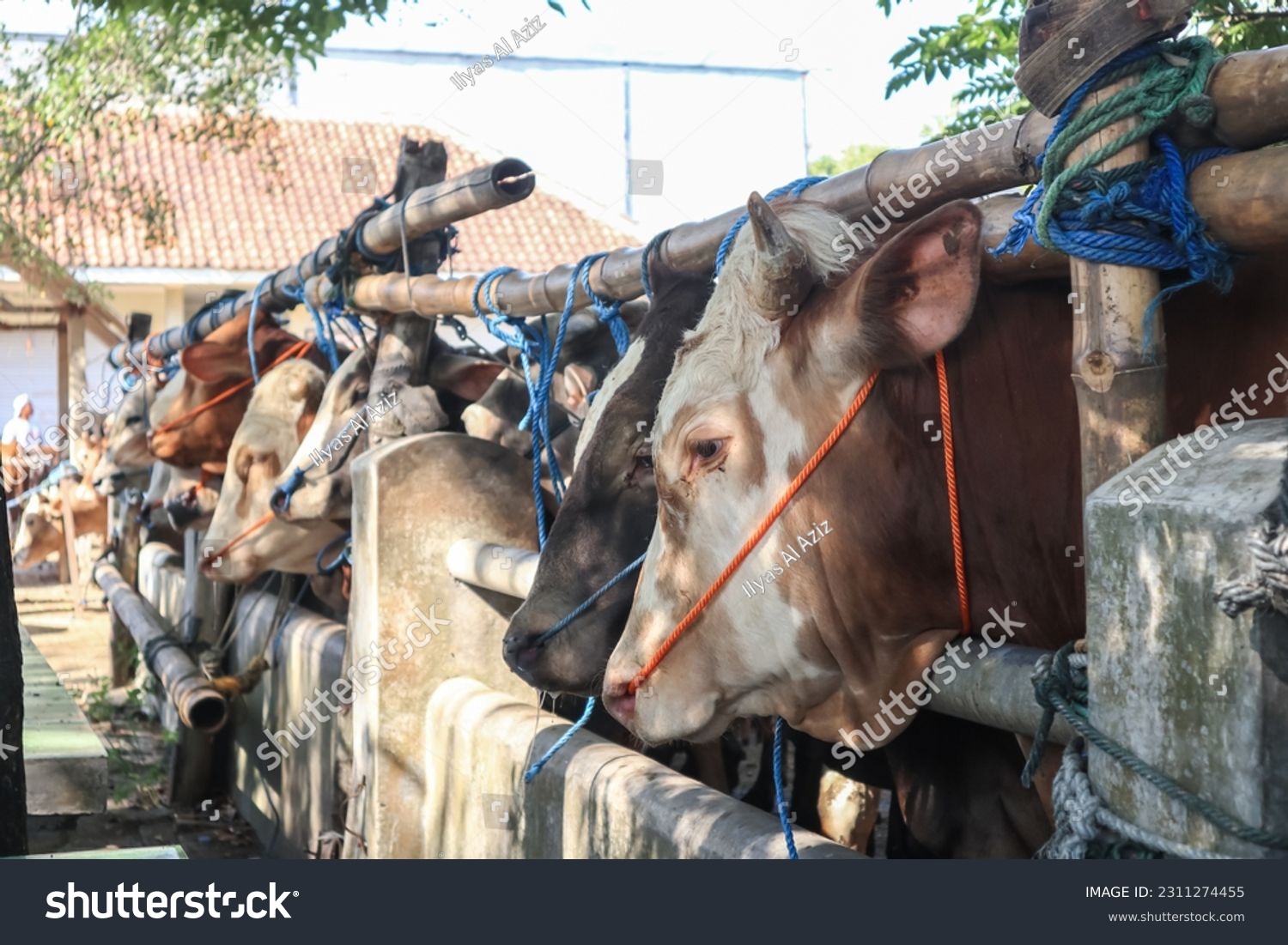 cattle market. herd of cows in the pen. cattle farm. sacrificial animals for the preparation of Eid al-Adha for Muslims. #2311274455