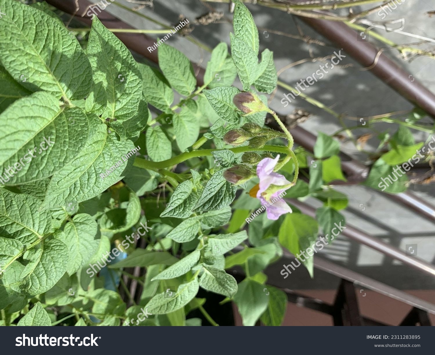Flowering  Potato - Potato flowers and fruit are produced because this is how the plants multiply themselves, by seed. #2311283895