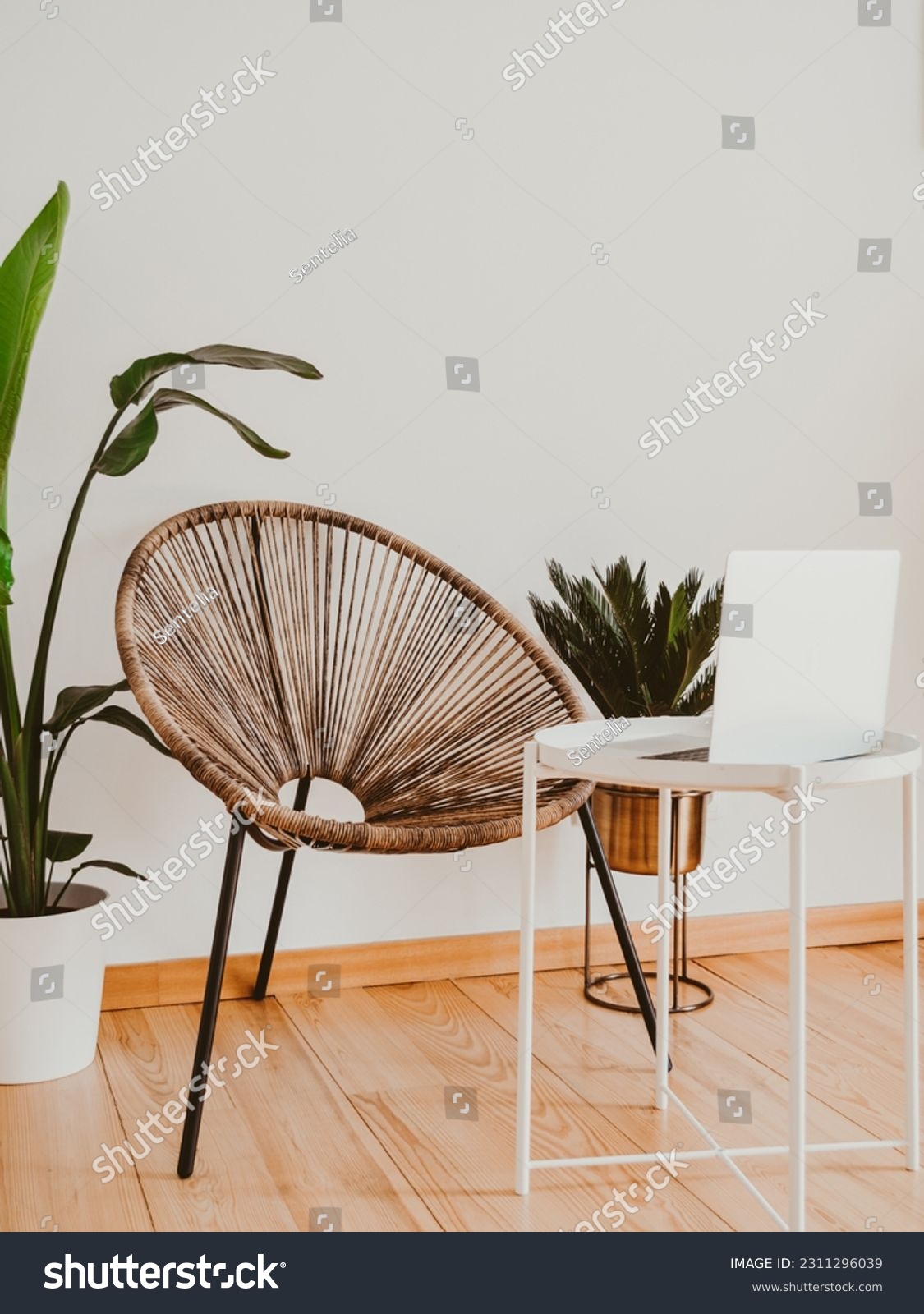A wicker chair against white wall with large potted plants and white table with open laptop. Modern interior living room. Minimal bright interior. #2311296039