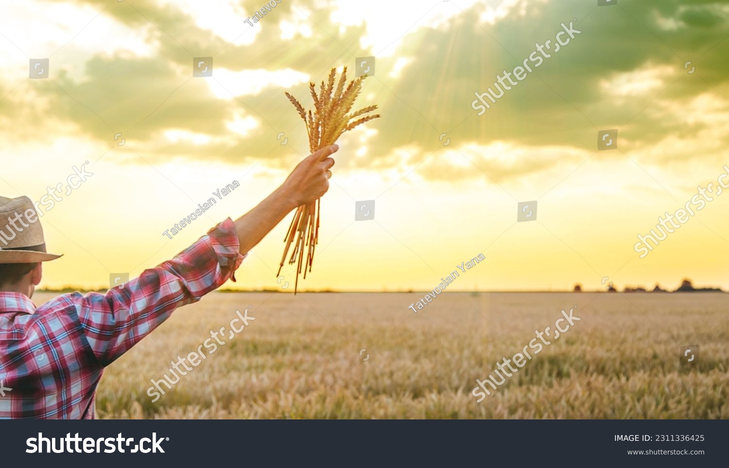 A man farmer holds ears of wheat in his hand in the field. Selective focus. Nature. #2311336425