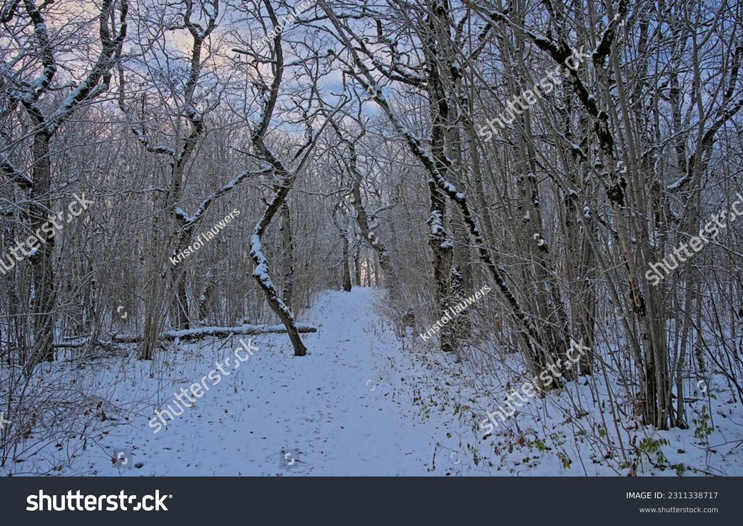 Bare oak forest covered in snow on a cold winter evening with setting sun in Rakvere, Estonia  #2311338717