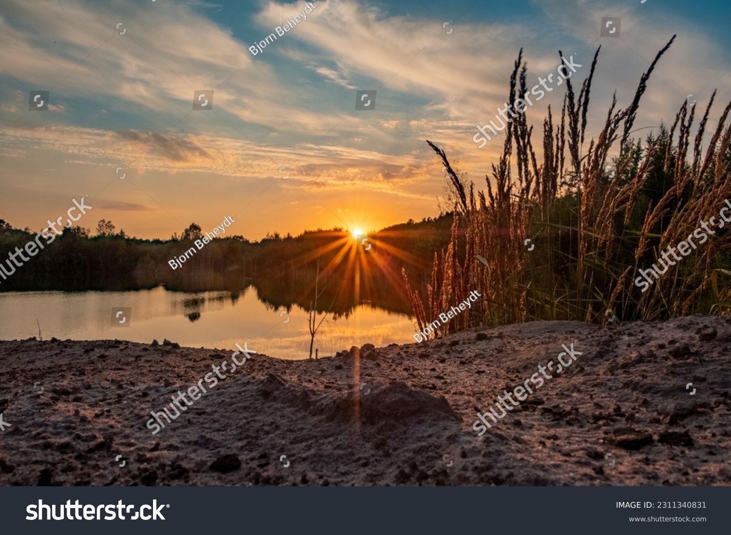 Dramatic and colorful sky at sunset or sunrise over the lake through the forest trees behind a foreground of high grass on a sandy wwaterside. High quality photo #2311340831