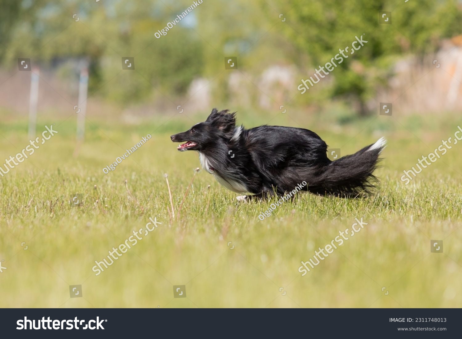 Sheltie dog running on the grass #2311748013