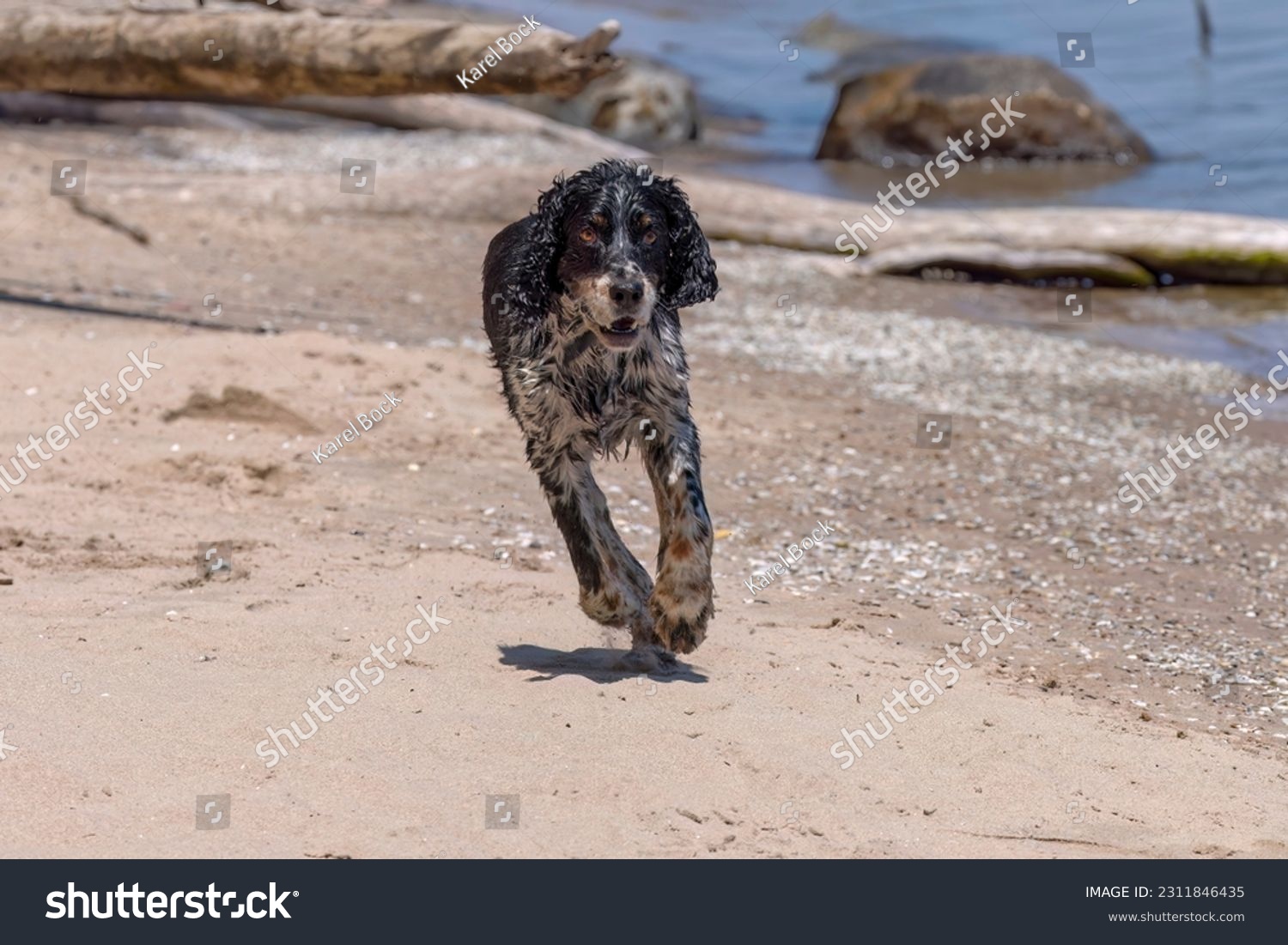 The young wet dog running on the beach #2311846435