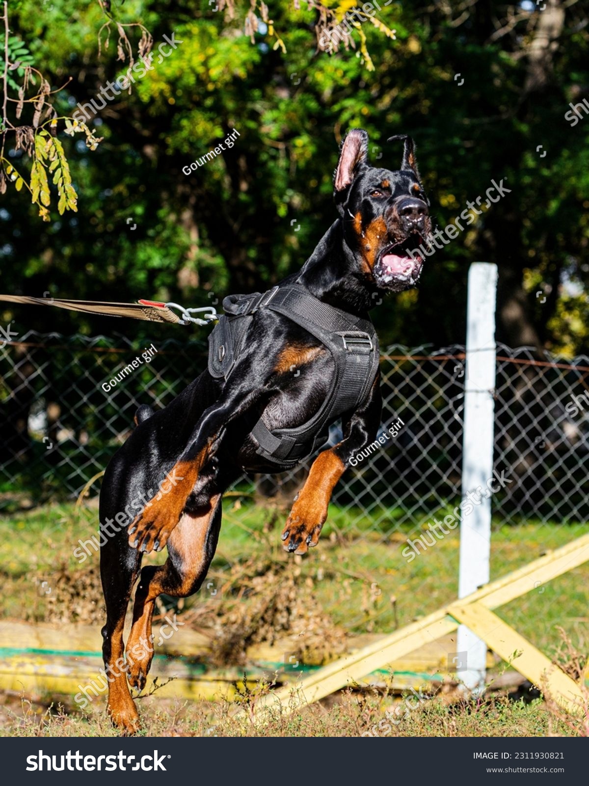 Black Dog Doberman in the leap #2311930821