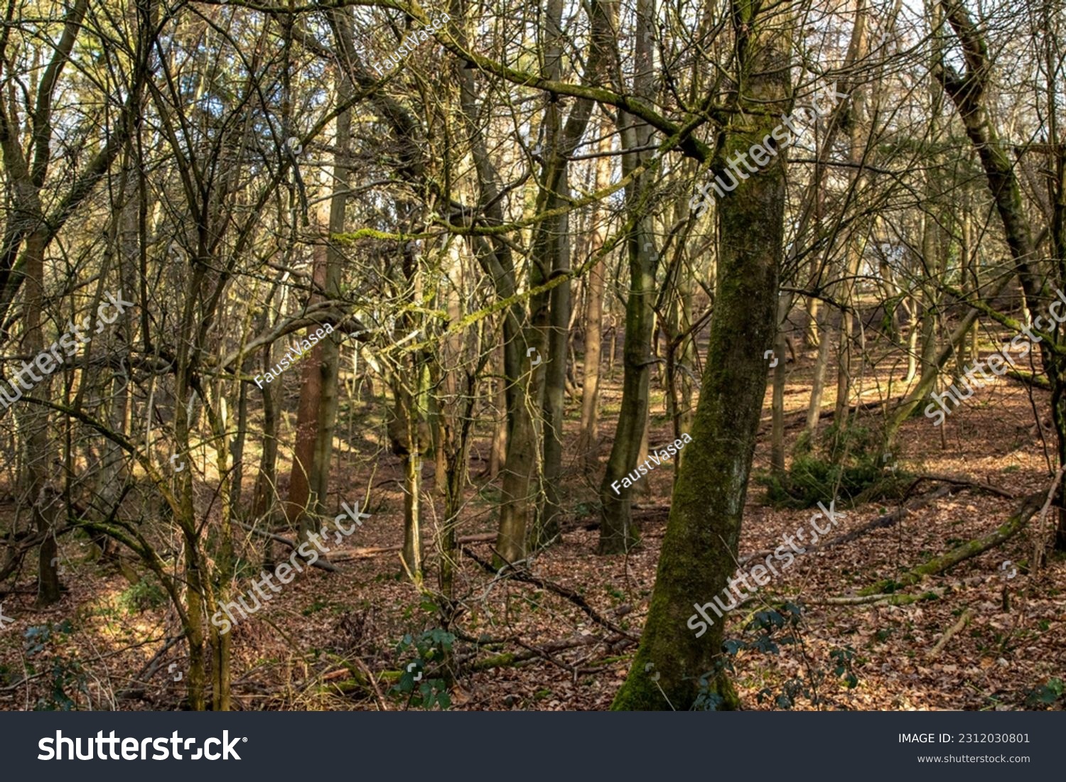 Epic photo of the forest in England  #2312030801