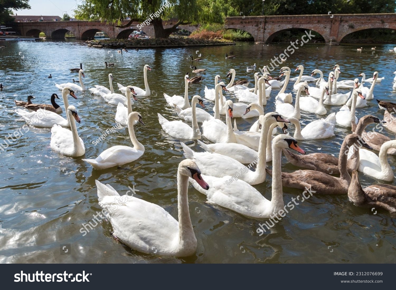 Swans in the river in Stratford-upon-Avon in a beautiful summer day, England, United Kingdom #2312076699
