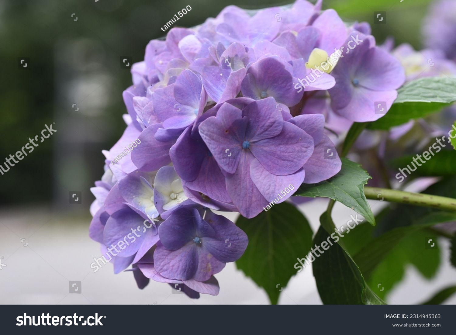 Hydrangea flowers. Seasonal background material. Hydrangea flowers are a seasonal tradition in Japan during the rainy season. #2314945363