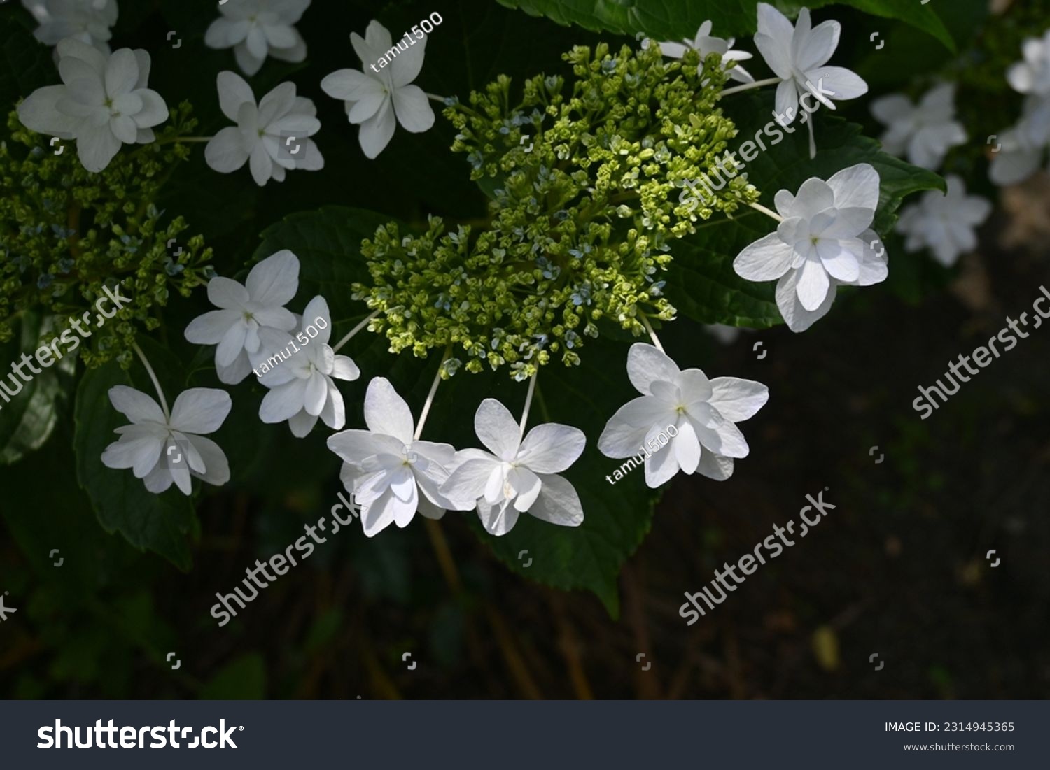 Hydrangea flowers. Seasonal background material. Hydrangea flowers are a seasonal tradition in Japan during the rainy season. #2314945365