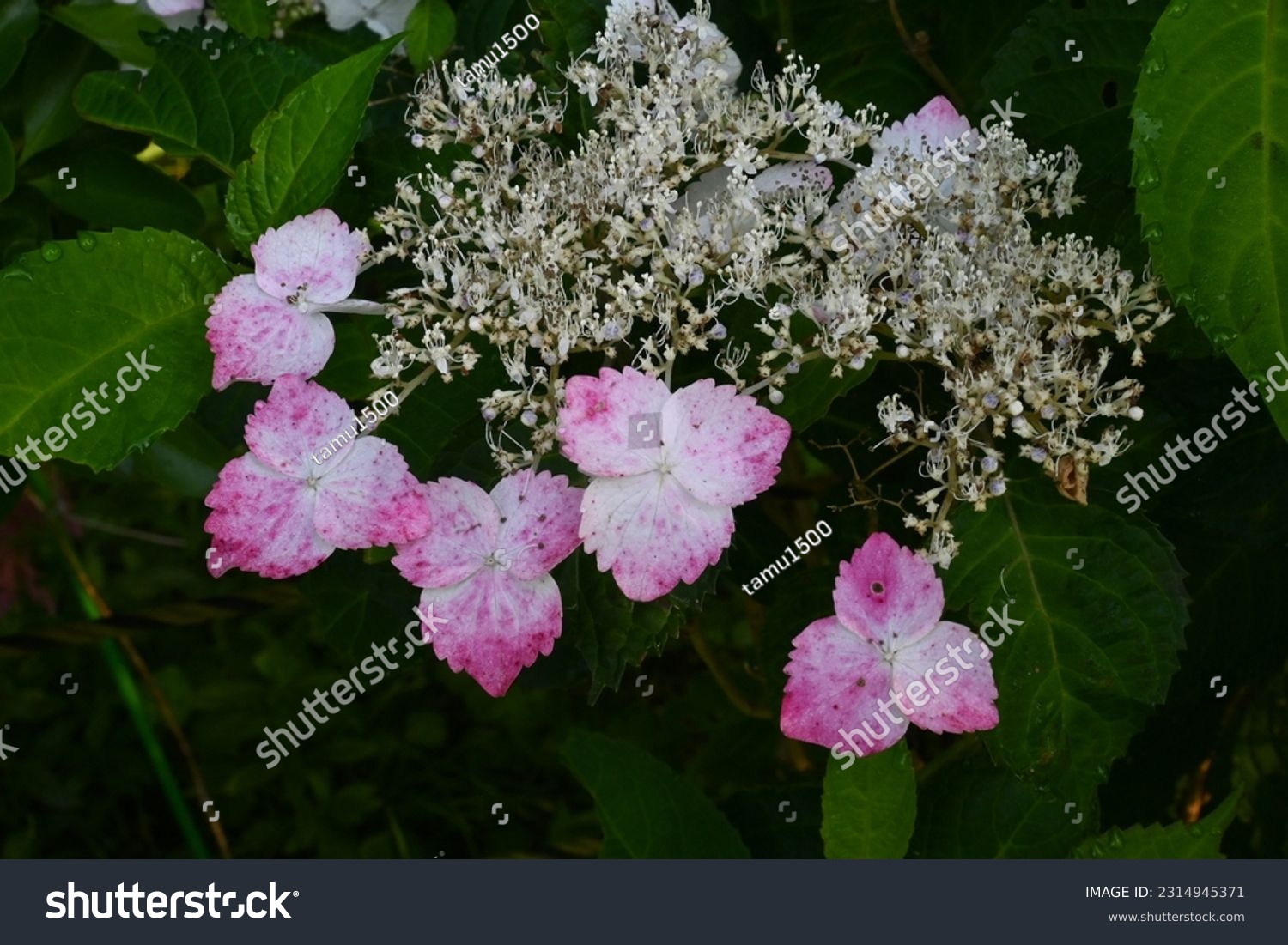 Hydrangea flowers. Seasonal background material. Hydrangea flowers are a seasonal tradition in Japan during the rainy season. #2314945371
