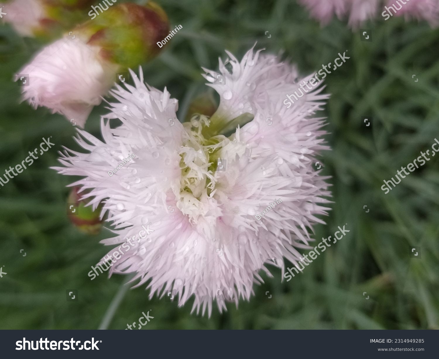 Jagged carnation, white and pink flowers, rural garden in Poland. #2314949285