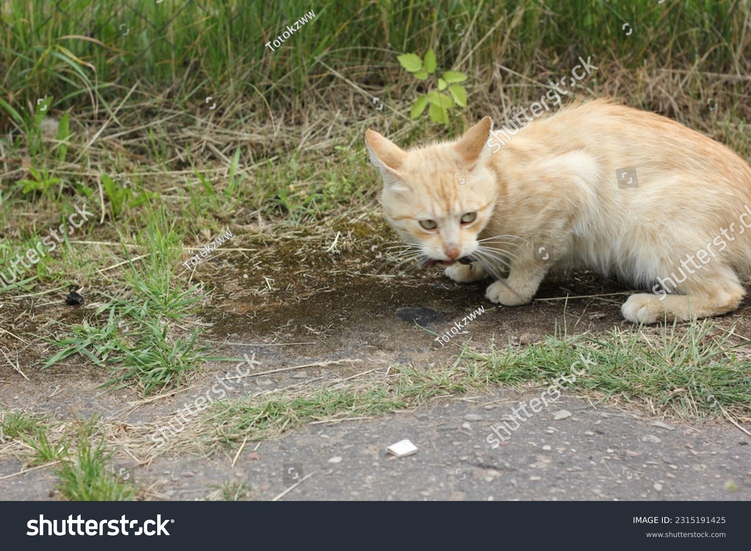 A cat with mouse mousetrap #2315191425
